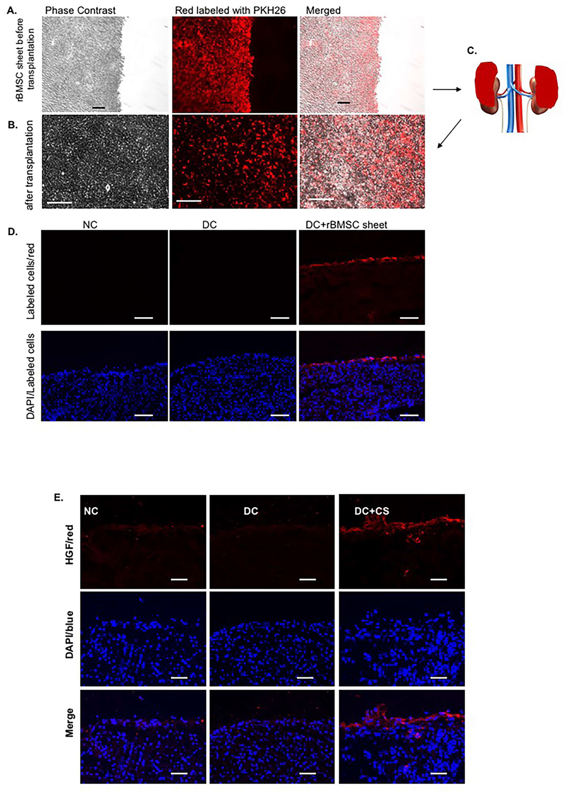 Ijms 24 03711 g002 Ijms 24 03711 g002