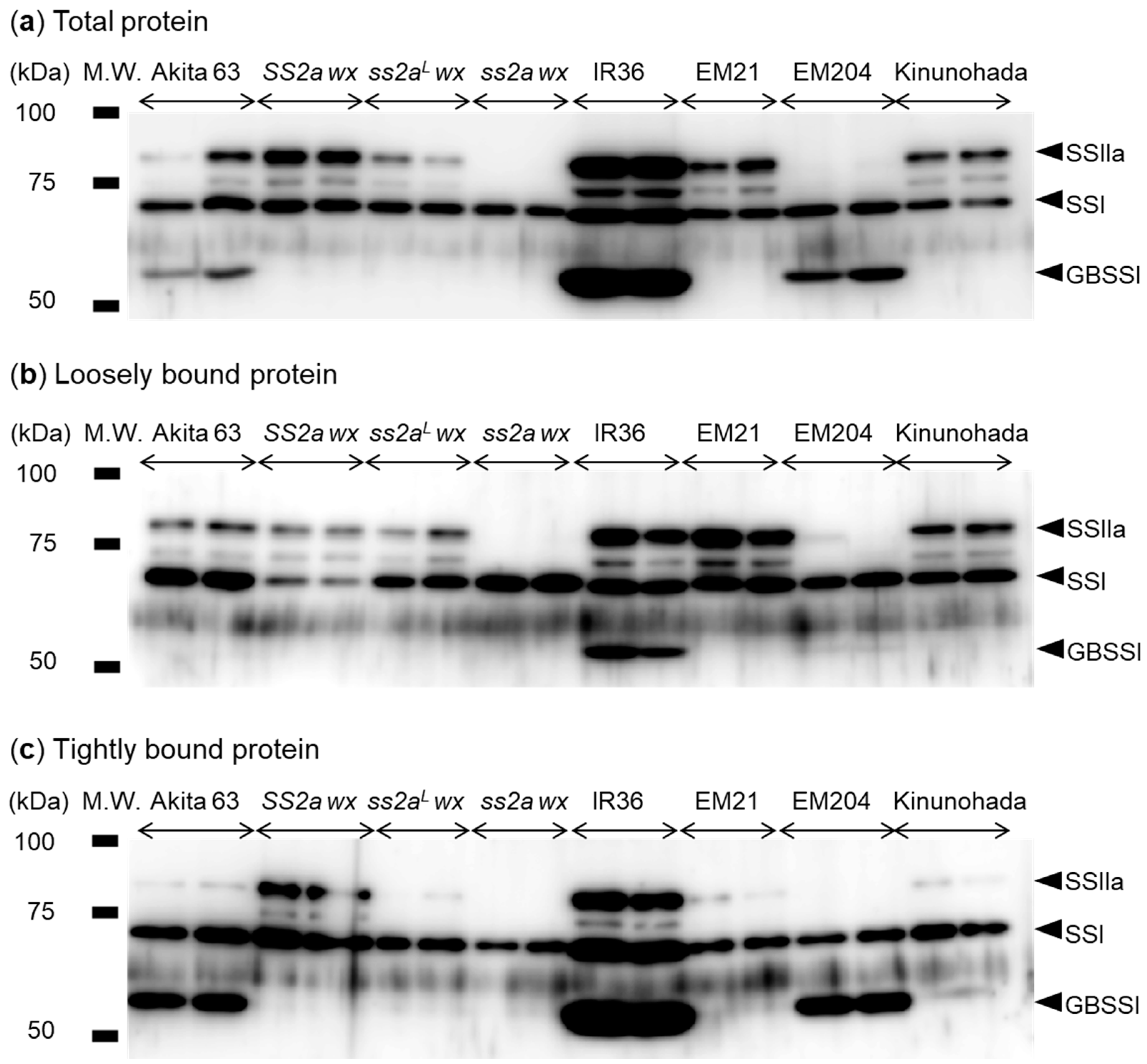 Ijms 24 03726 g002 Ijms 24 03726 g002