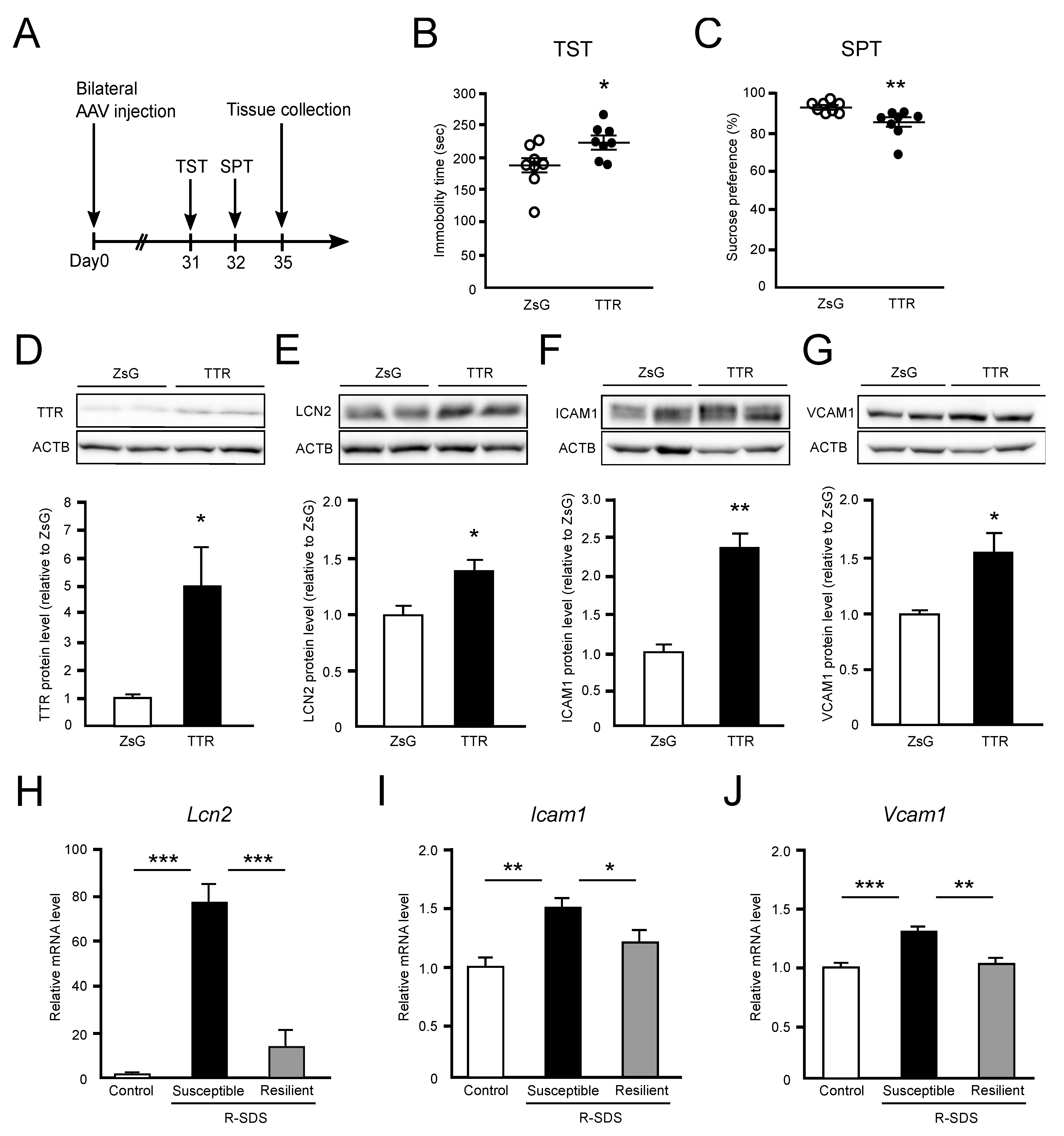 Ijms 24 03736 g003 Ijms 24 03736 g003