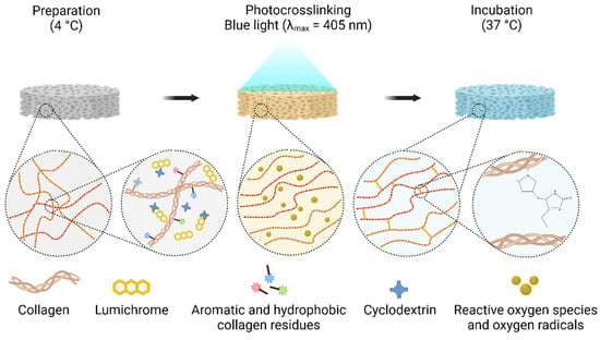 IJMS | Free Full-Text | The Use Of Collagen-Based Materials In Bone ...