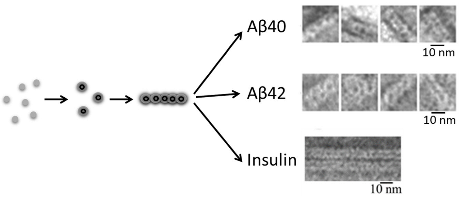 Ijms 24 03781 g005 Ijms 24 03781 g005