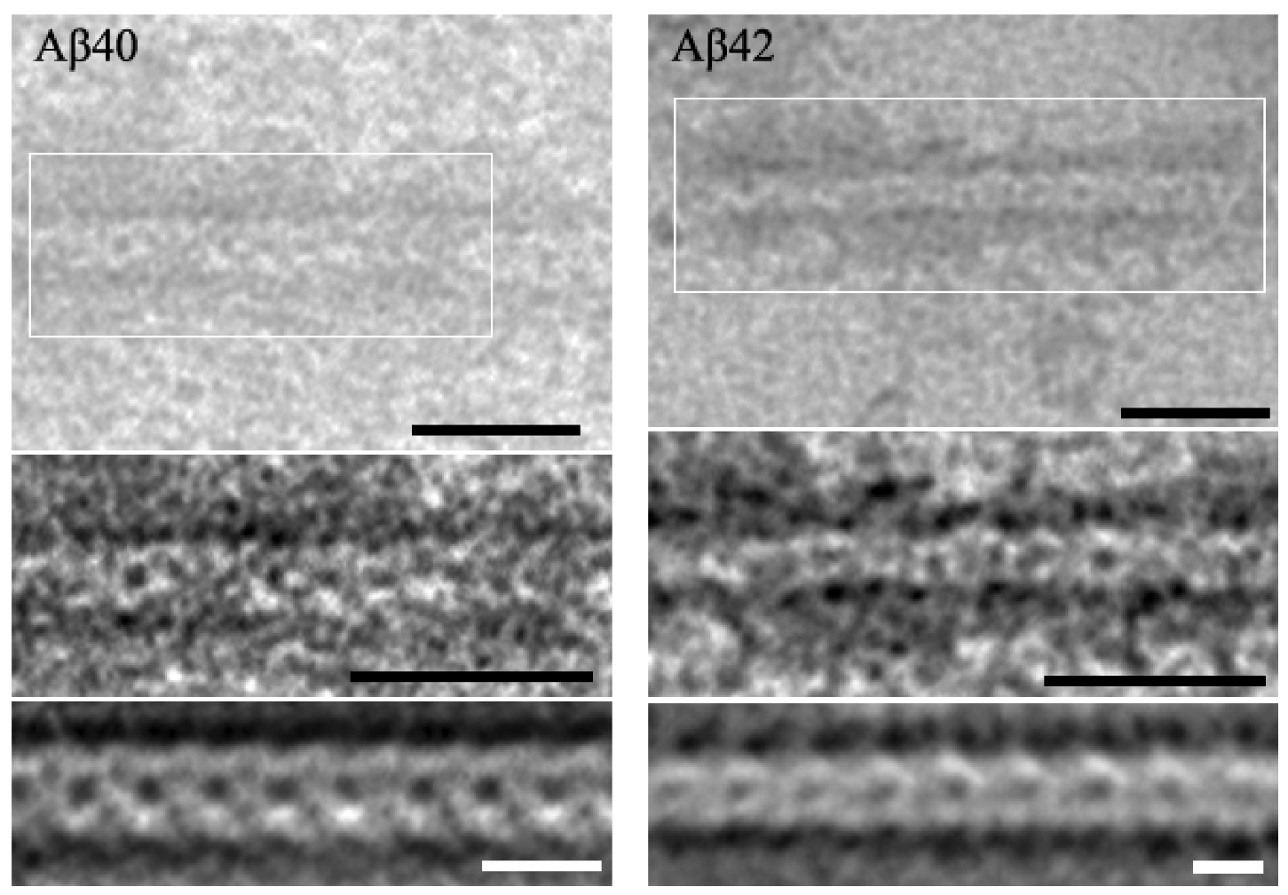 Ijms 24 03781 g006 Ijms 24 03781 g006