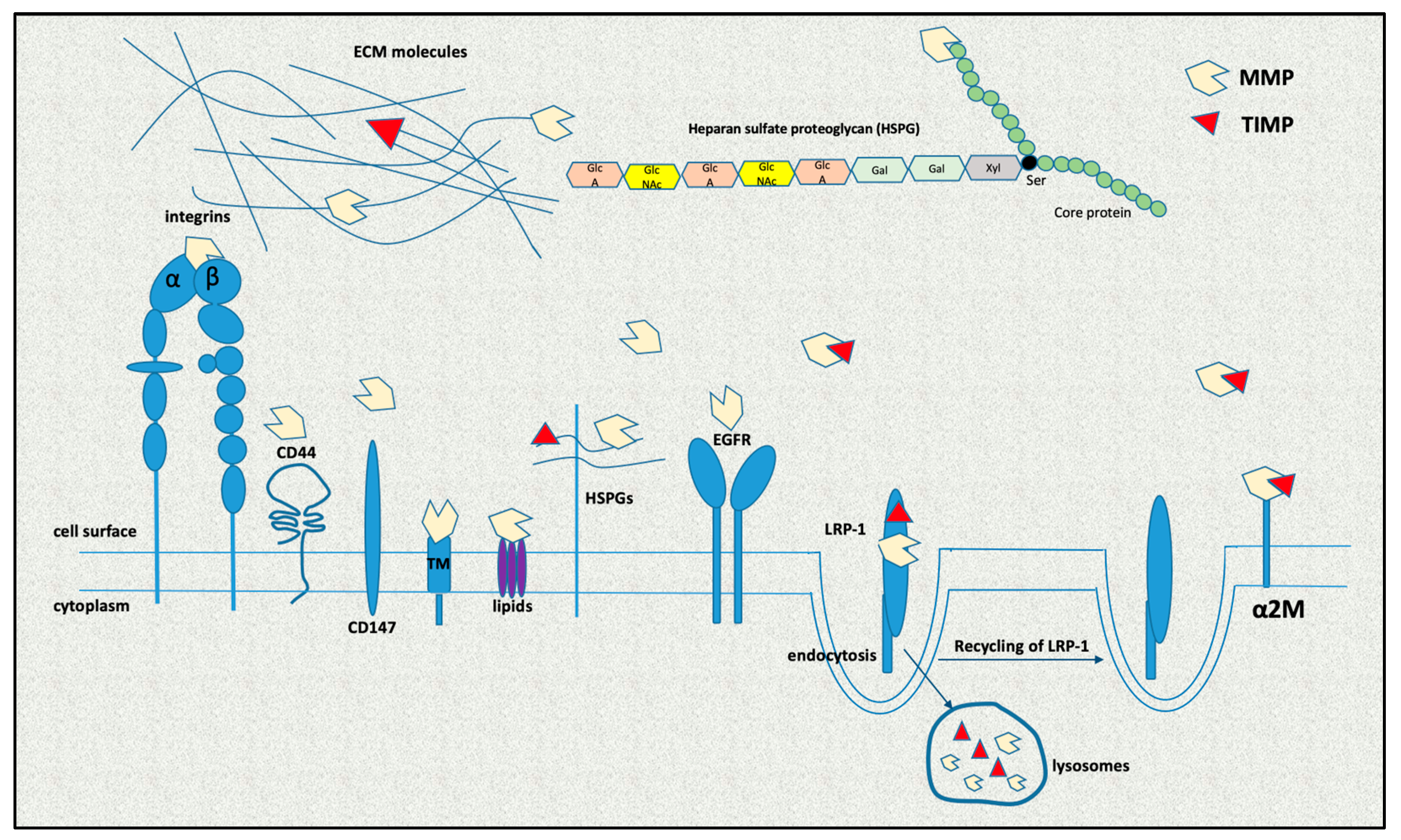 Ijms 24 03786 g002 Ijms 24 03786 g002