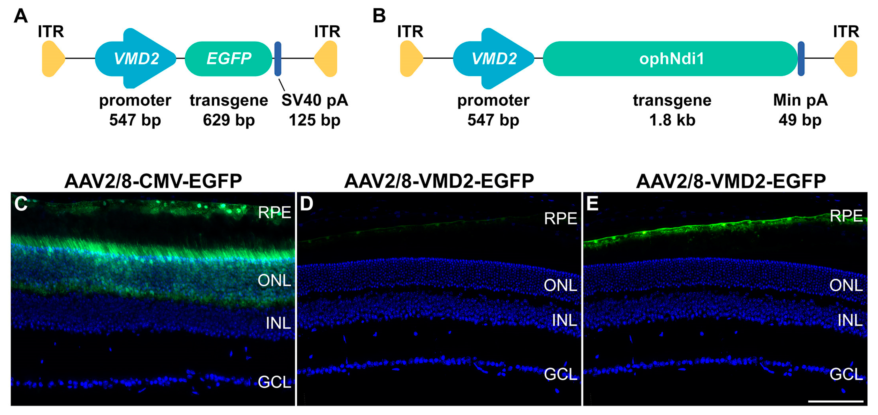 Ijms 24 03847 g001 Ijms 24 03847 g001