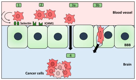 IJMS | Free Full-Text | The Journey Of Cancer Cells To The Brain ...