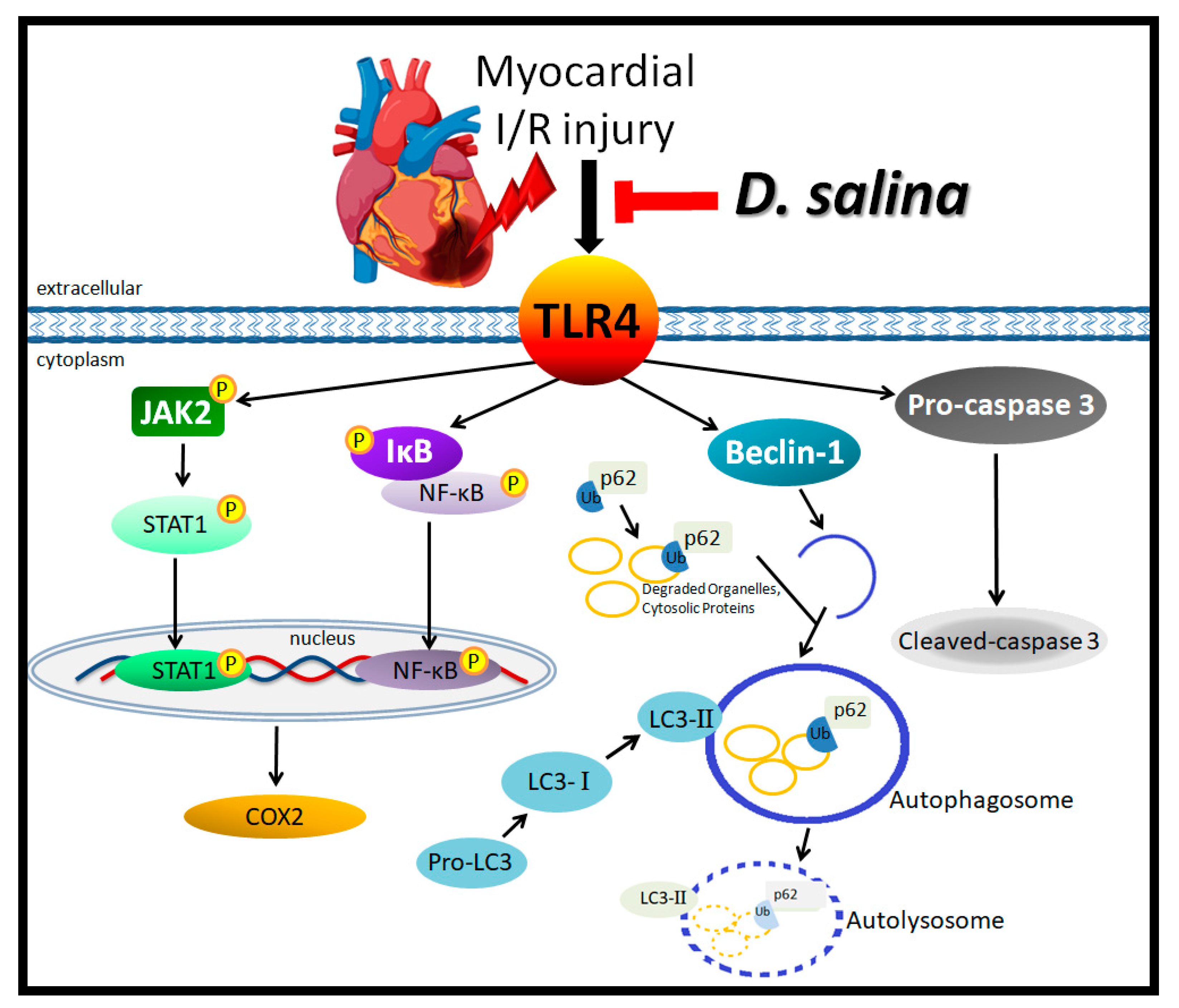 Ijms 24 03871 g005 Ijms 24 03871 g005