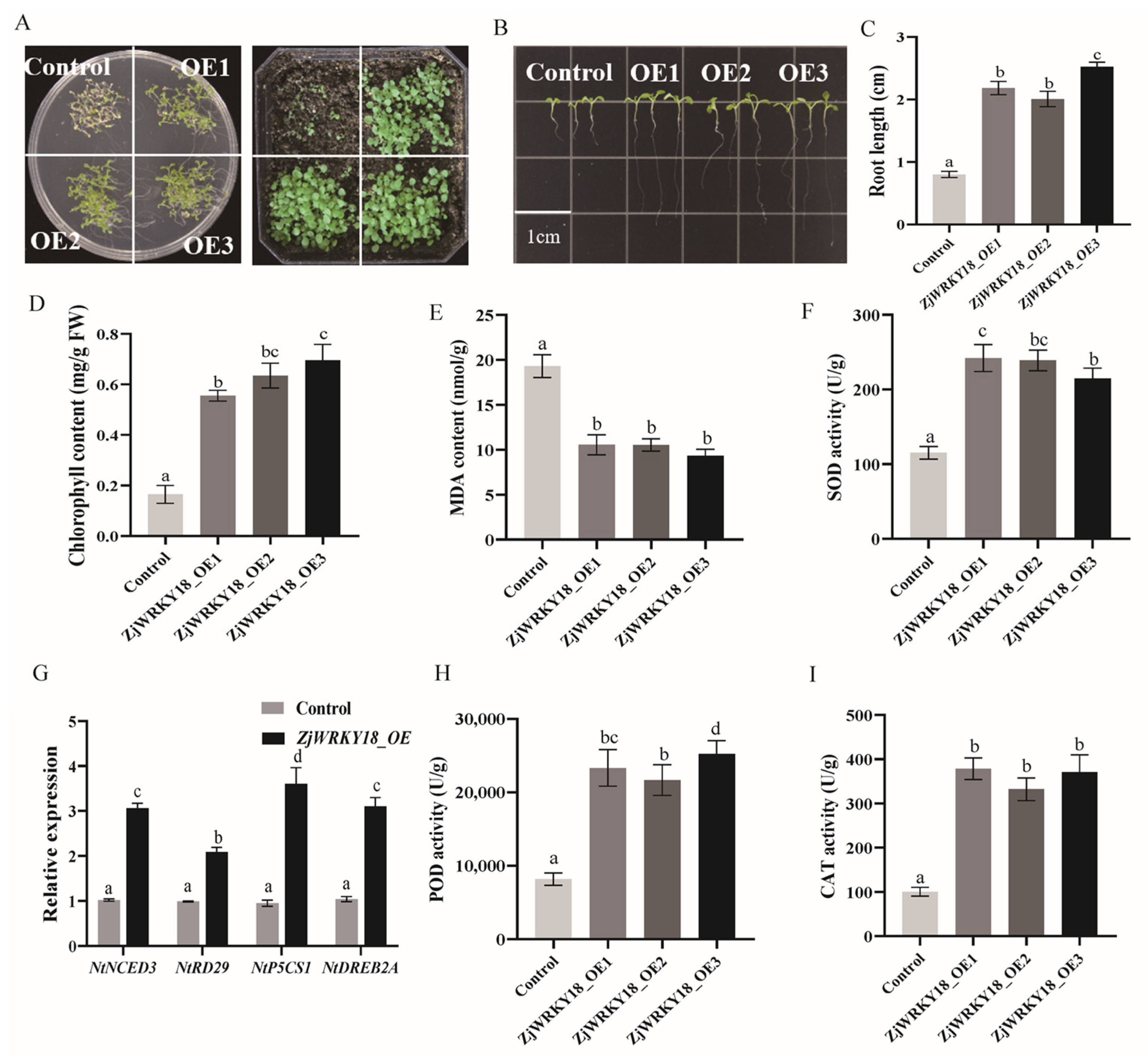 Ijms 24 03899 g006 Ijms 24 03899 g006