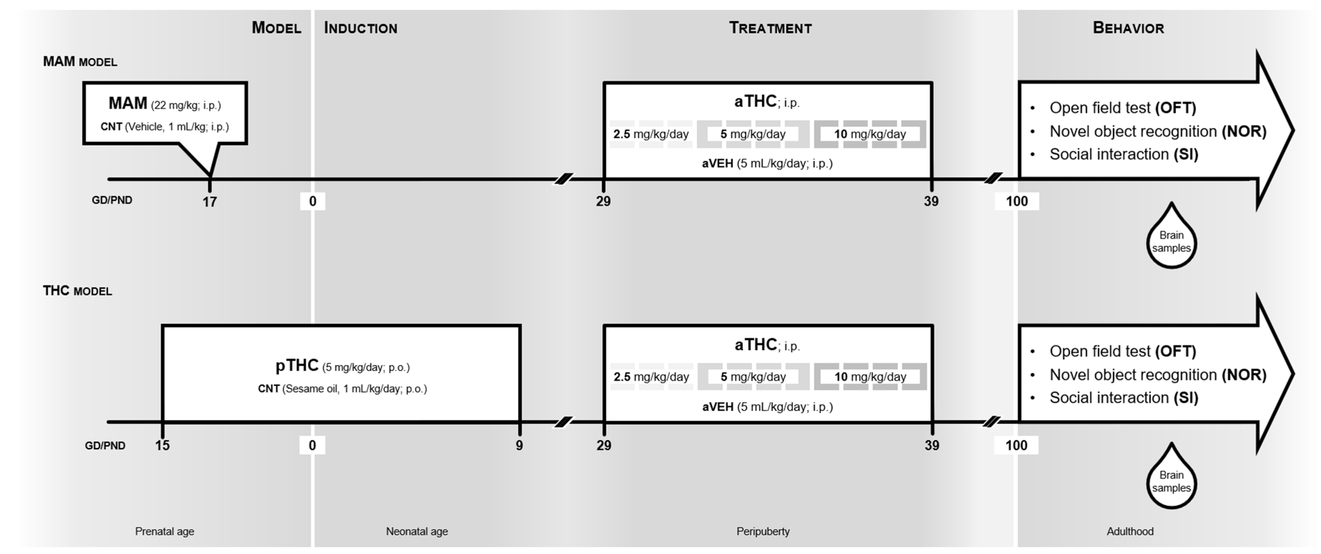 IJMS | Free Full-Text | The Effects of Peripubertal THC Exposure in  Neurodevelopmental Rat Models of Psychopathology