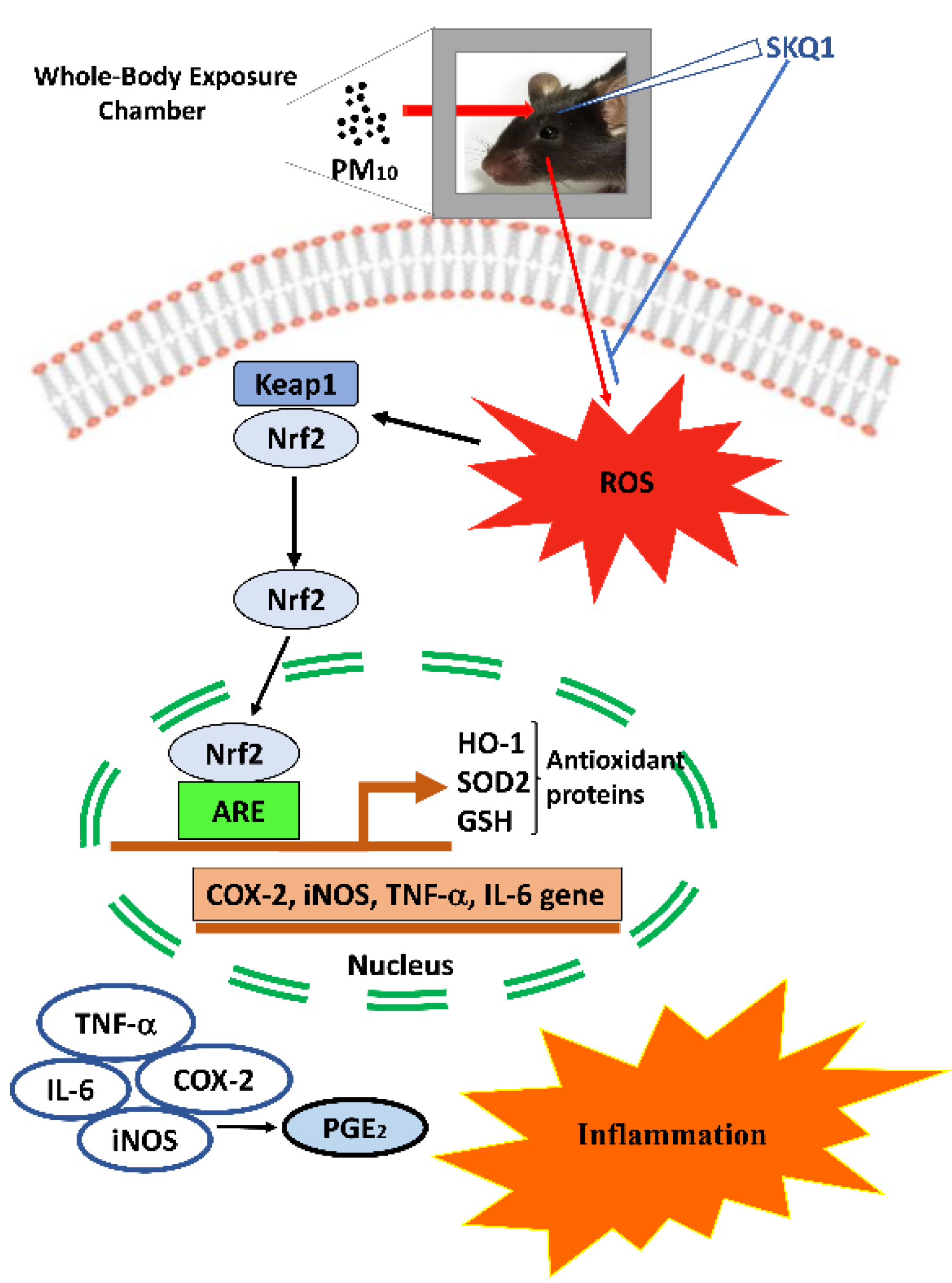 Ijms 24 03911 g007 Ijms 24 03911 g007