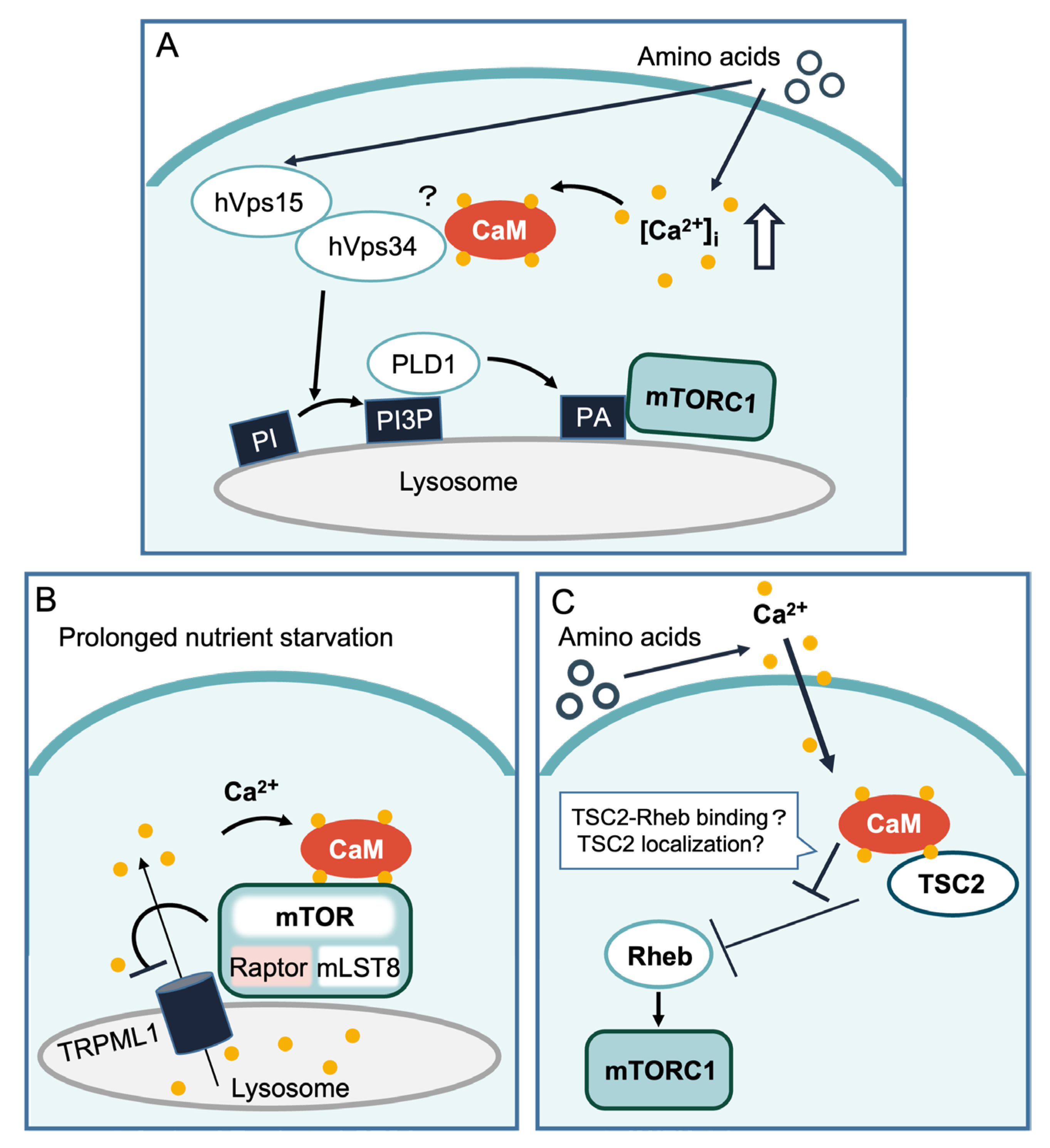 Ijms Free Full Text New Insights Into The Regulation Of Mtor