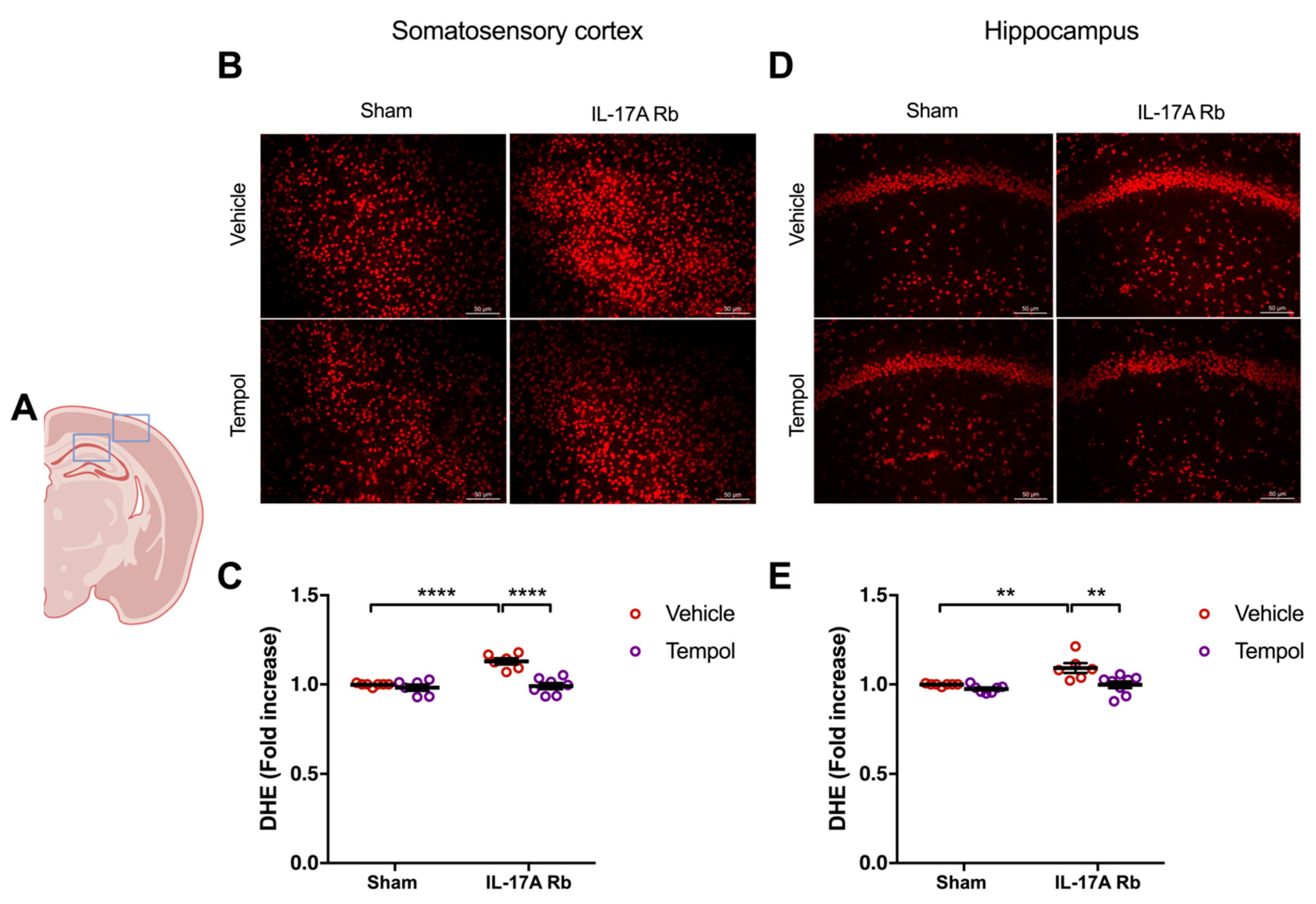 Ijms 24 03959 g005 Ijms 24 03959 g005