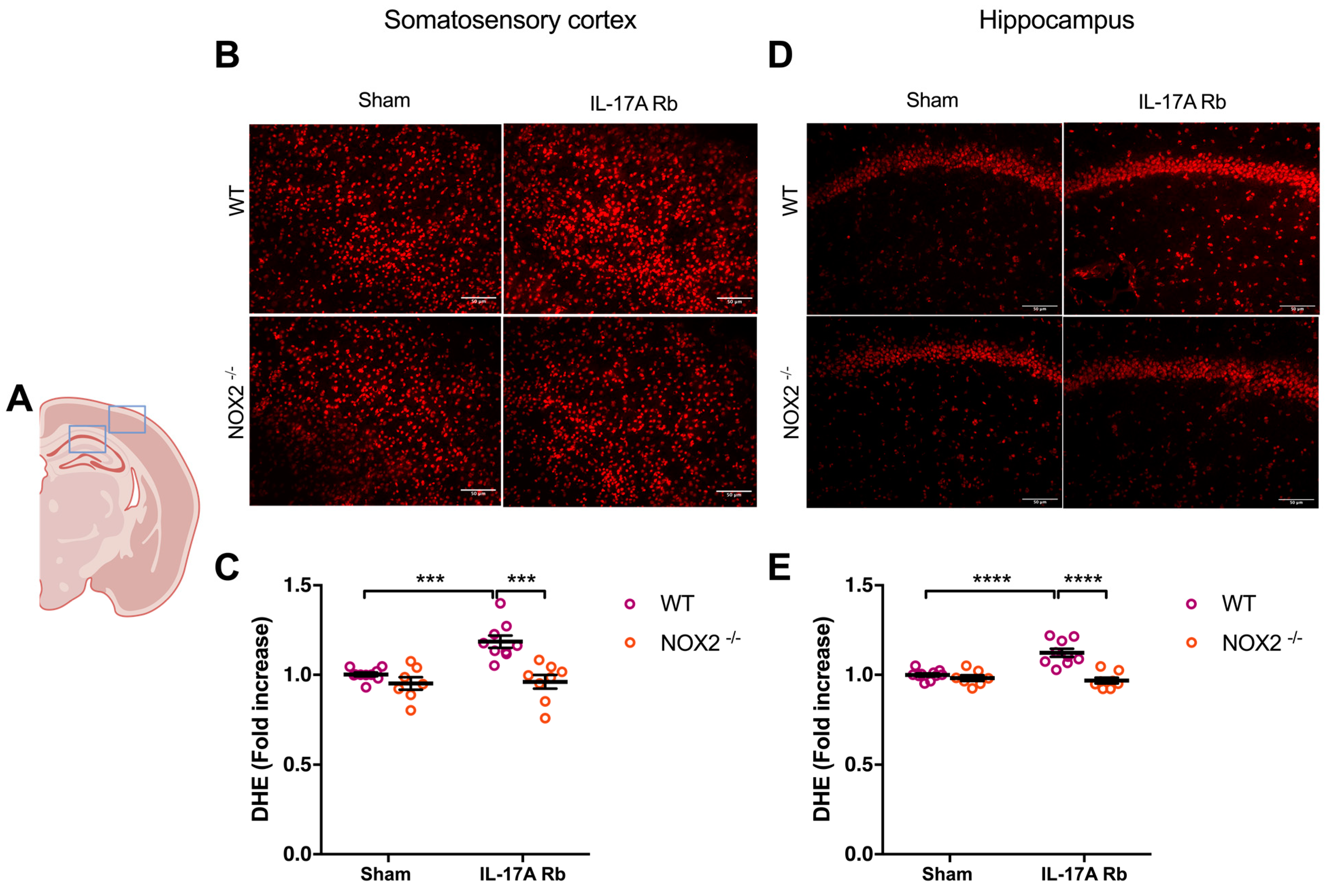 Ijms 24 03959 g006 Ijms 24 03959 g006