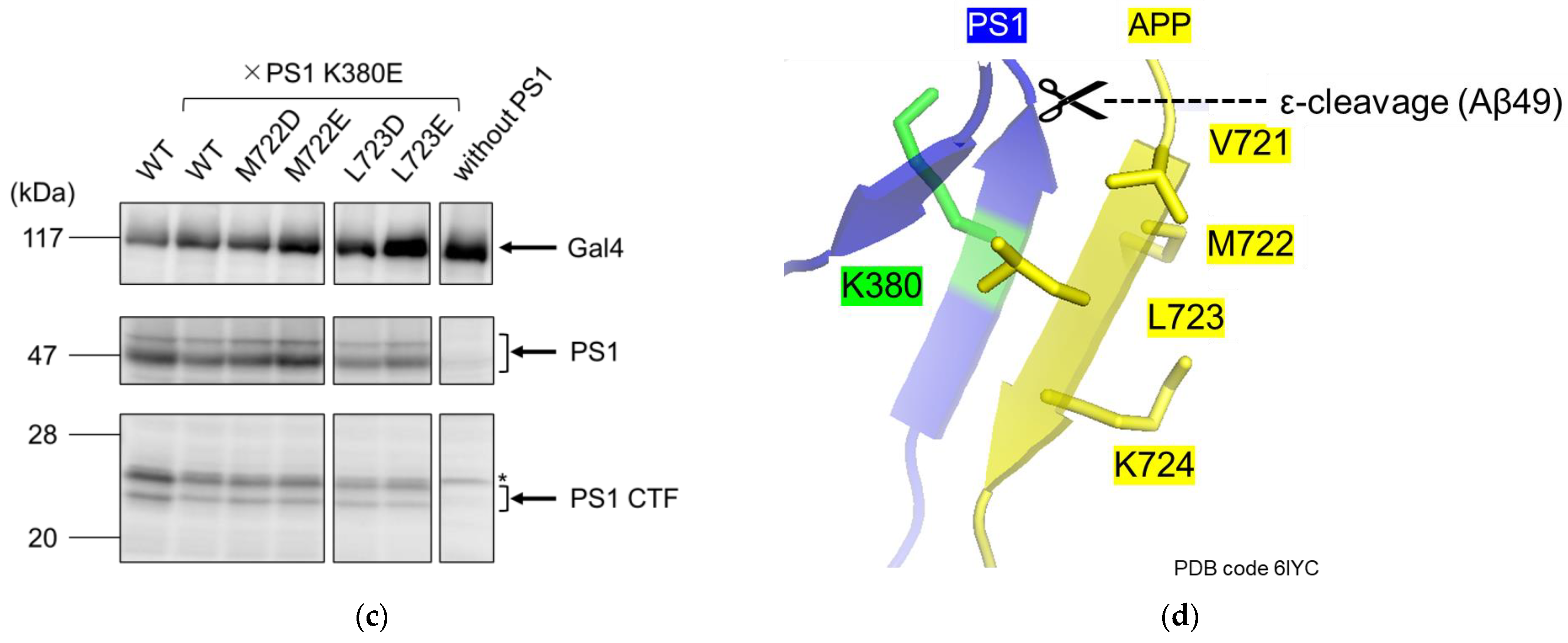Ijms 24 03970 g006b Ijms 24 03970 g006b