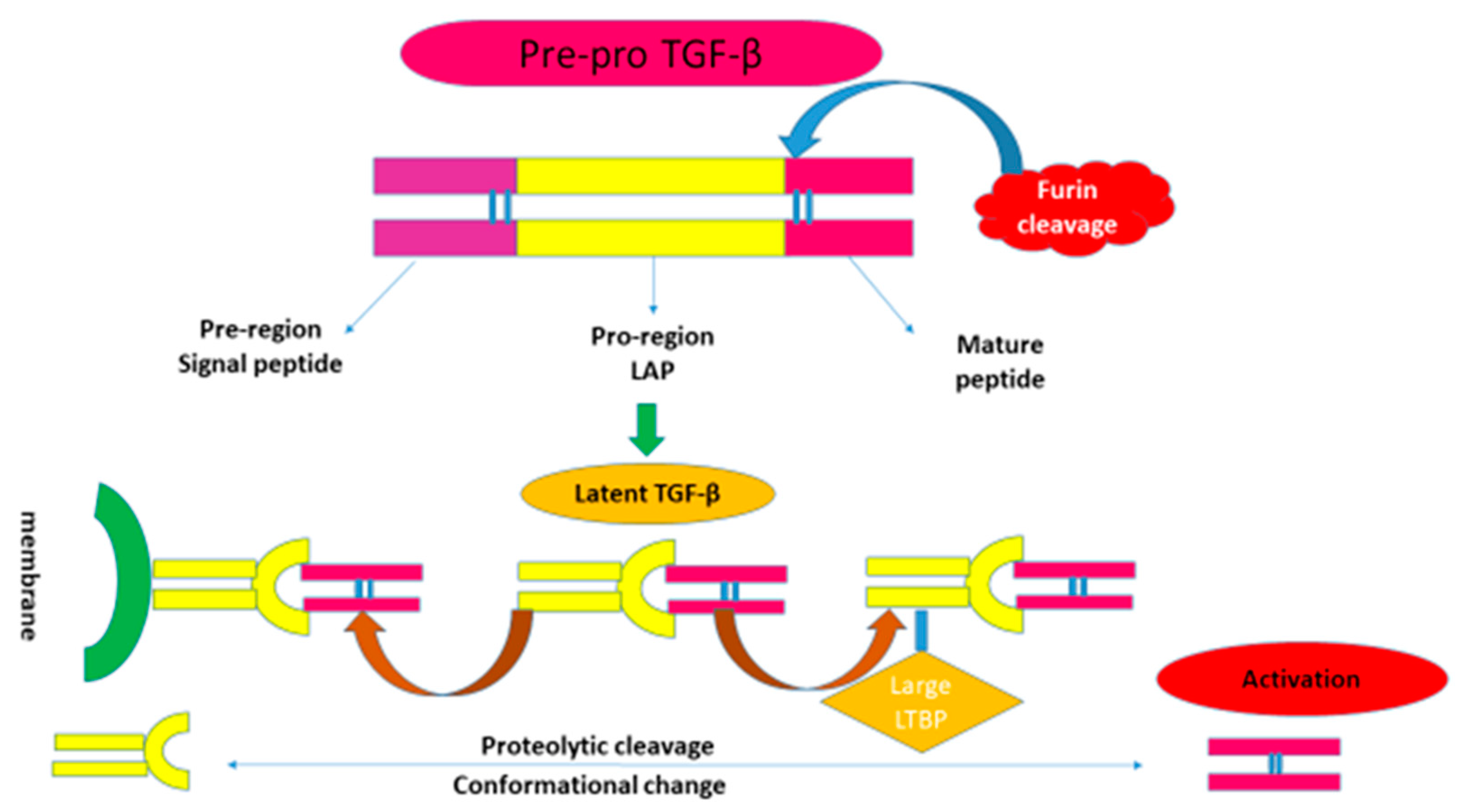 Ijms 24 04004 g002 Ijms 24 04004 g002