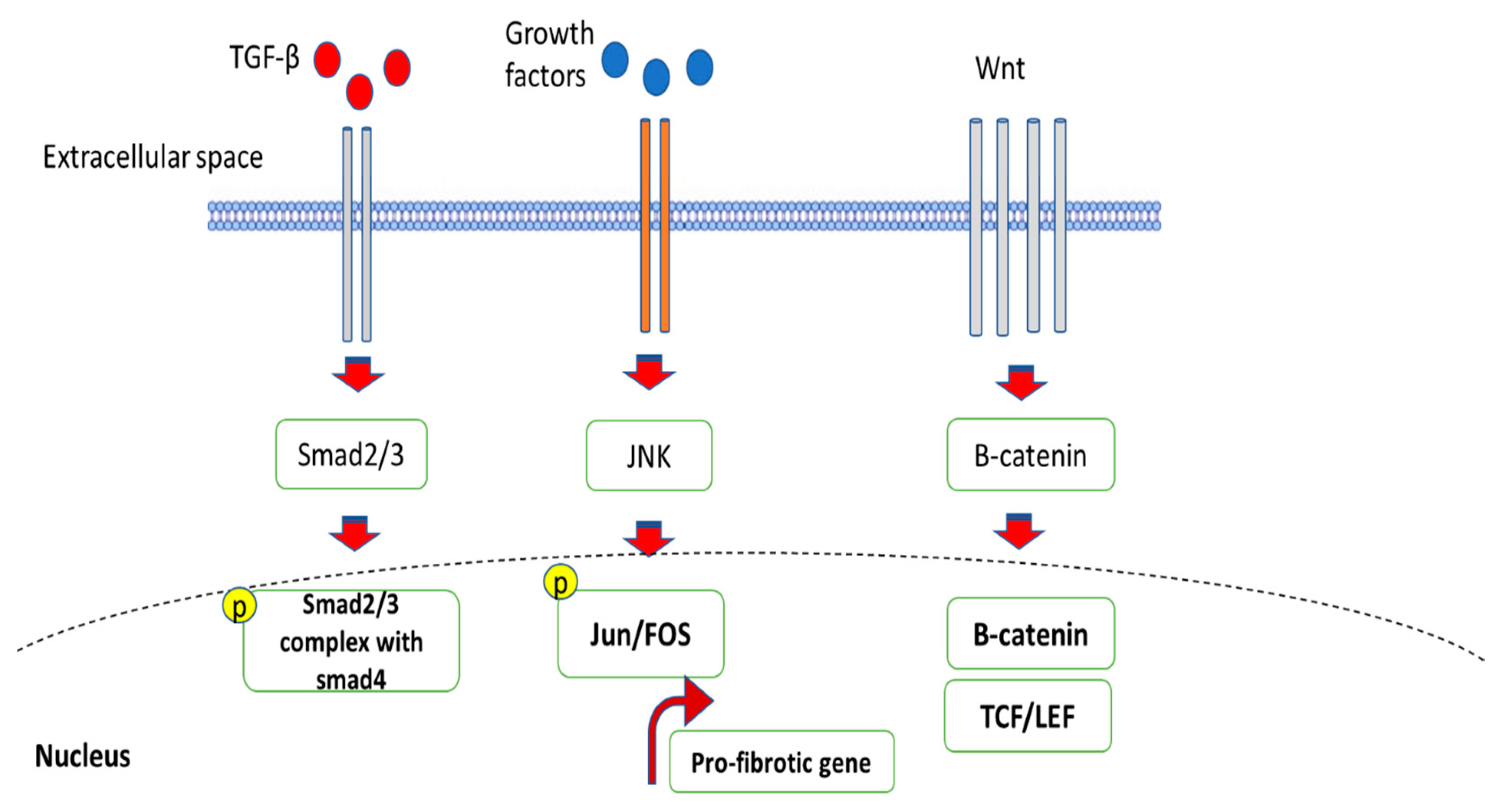 Ijms 24 04004 g009 Ijms 24 04004 g009