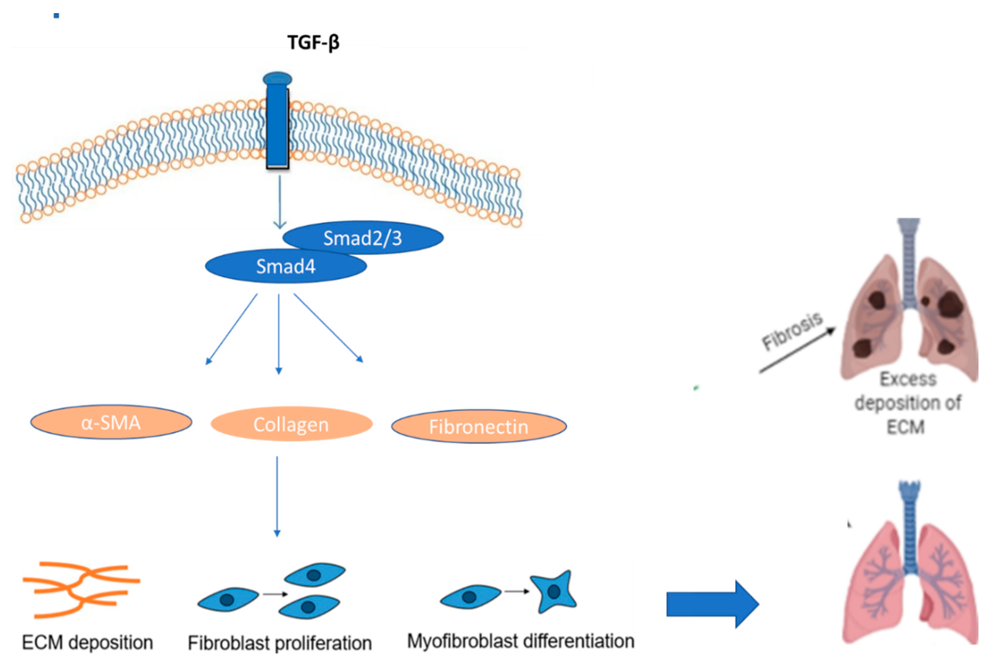 Ijms Free Full Text Fibrosis Types Effects Markers Mechanisms