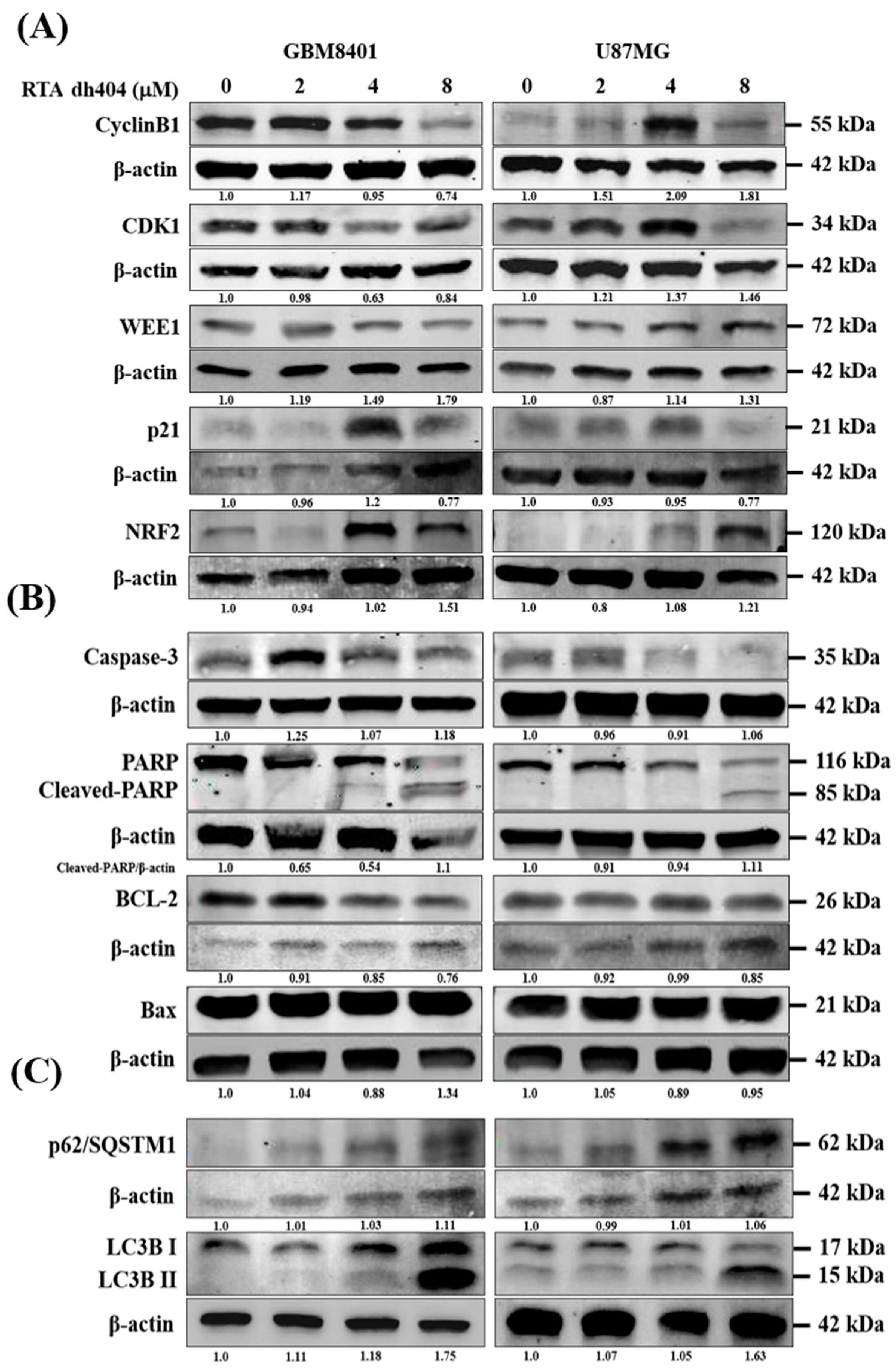 Cyclin B1 antibody (55004-1-AP)