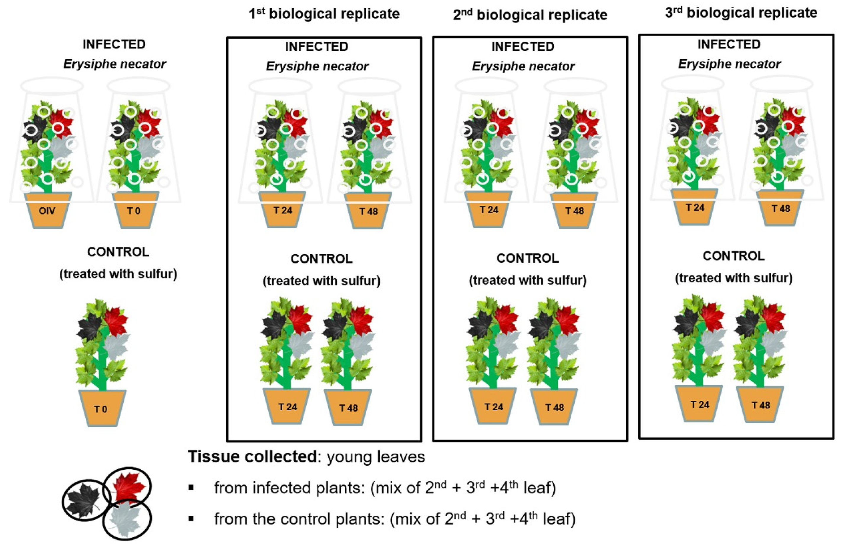 Ijms 24 04072 g004 Ijms 24 04072 g004