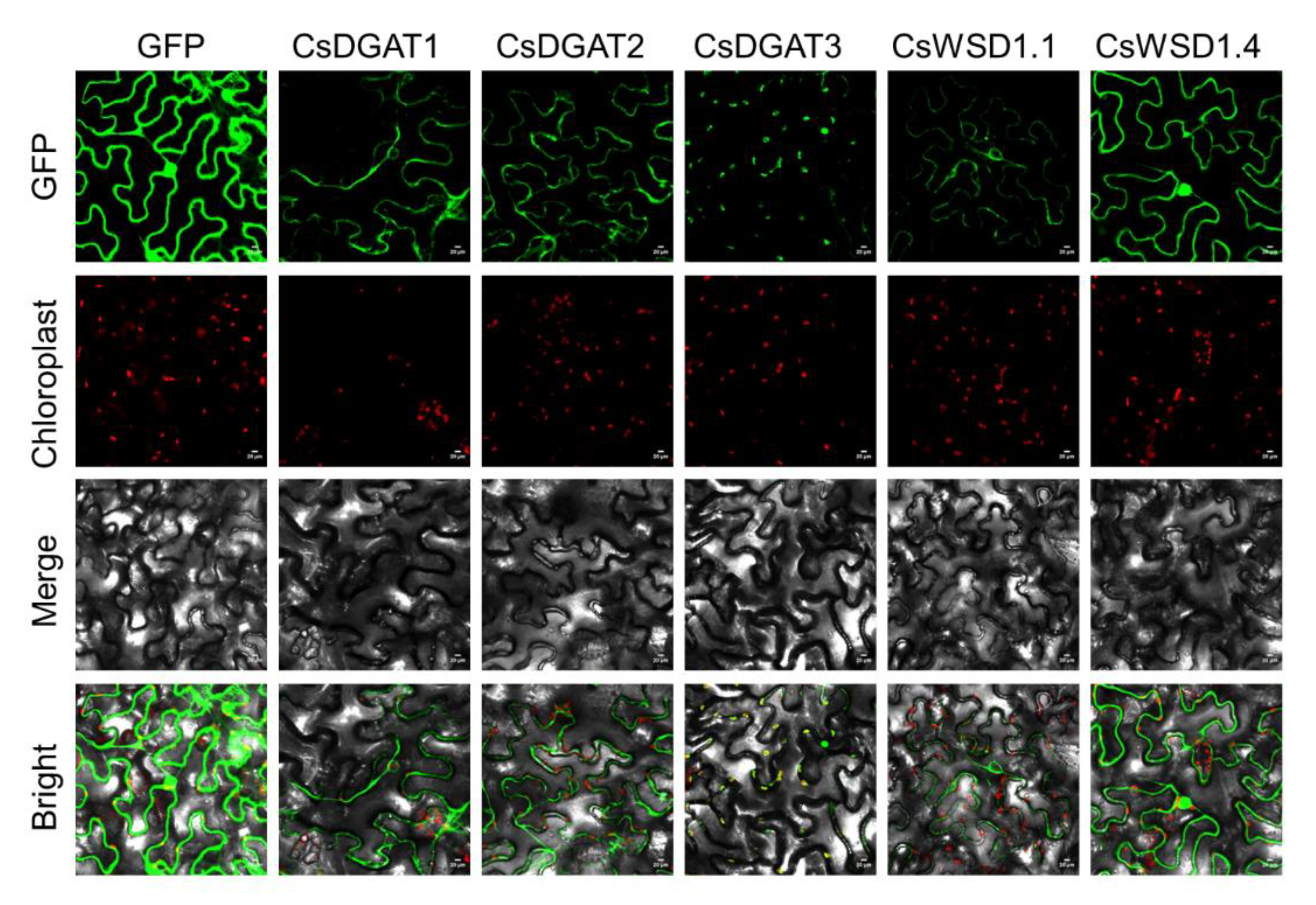 Ijms 24 04078 g005 Ijms 24 04078 g005