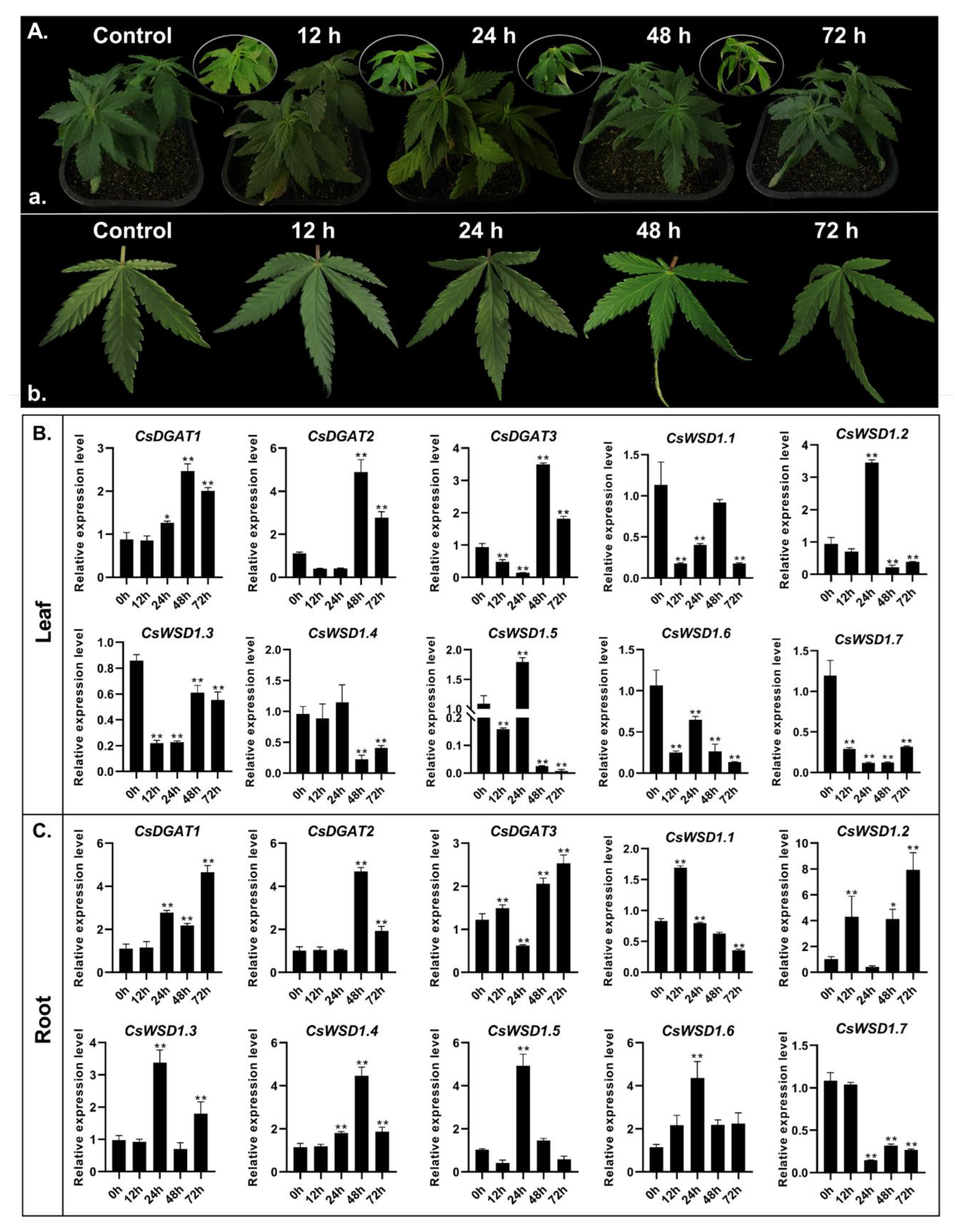 Ijms 24 04078 g008 Ijms 24 04078 g008