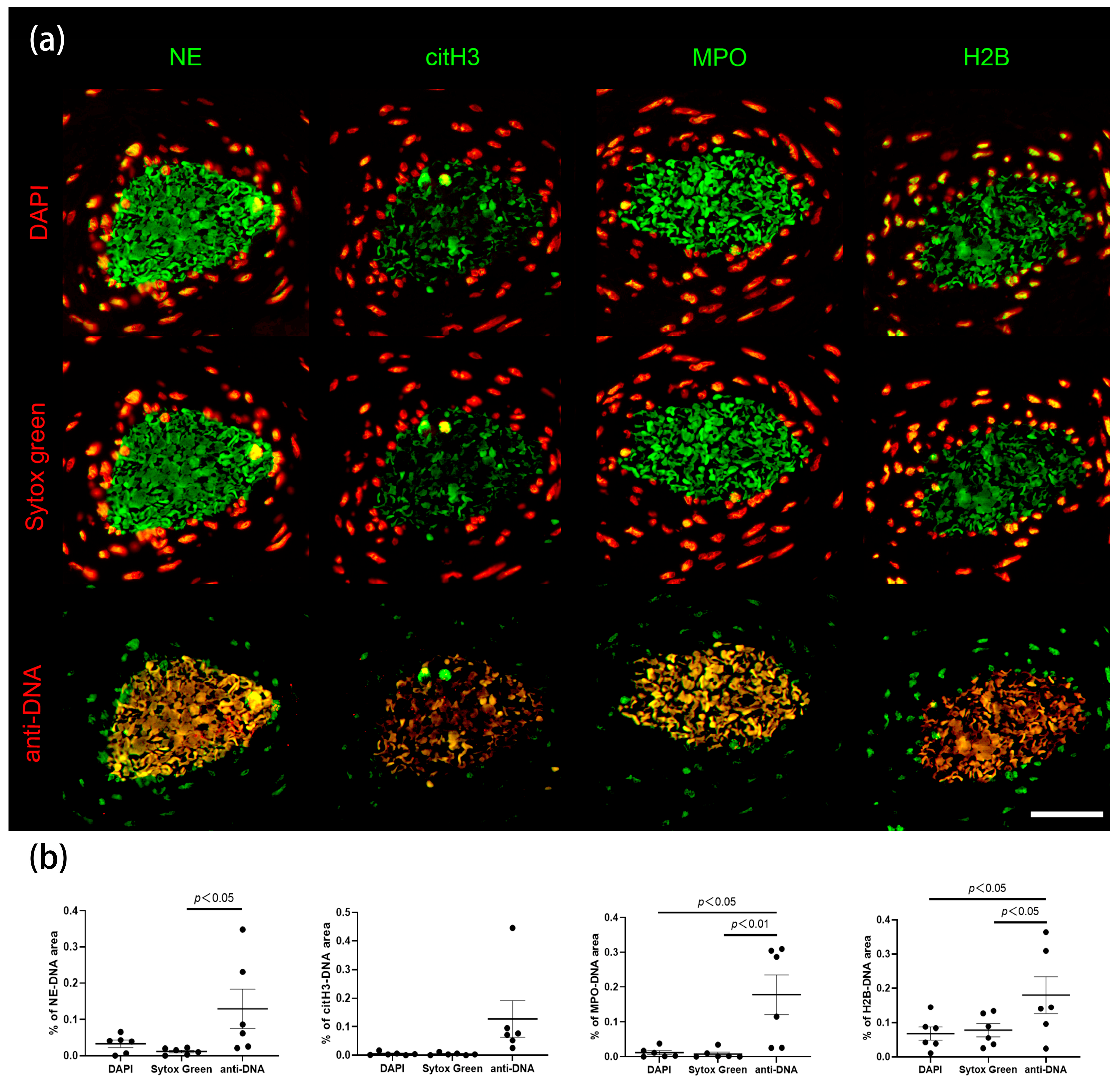 Ijms 24 04101 g005 Ijms 24 04101 g005