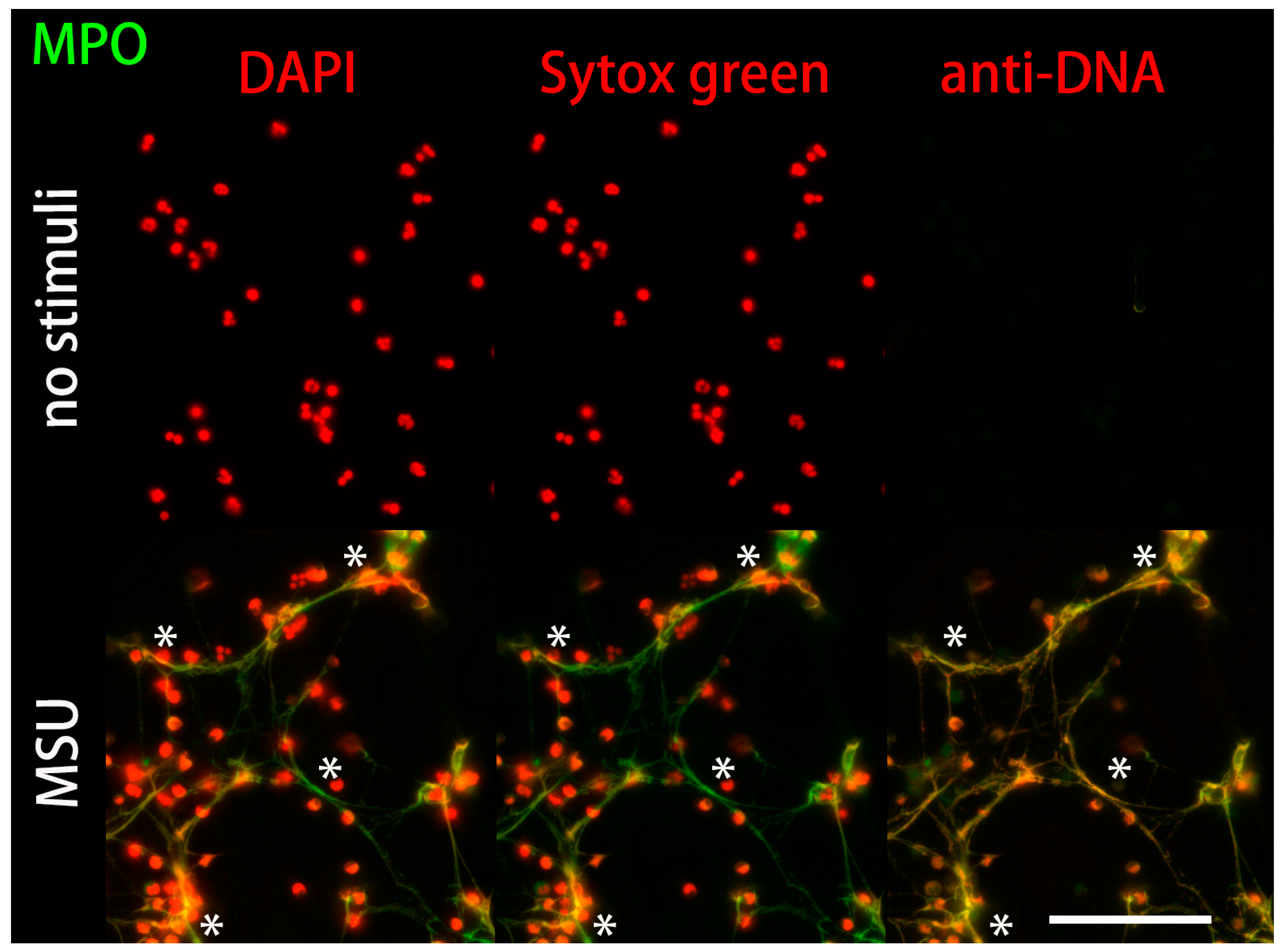 Ijms 24 04101 g006 Ijms 24 04101 g006