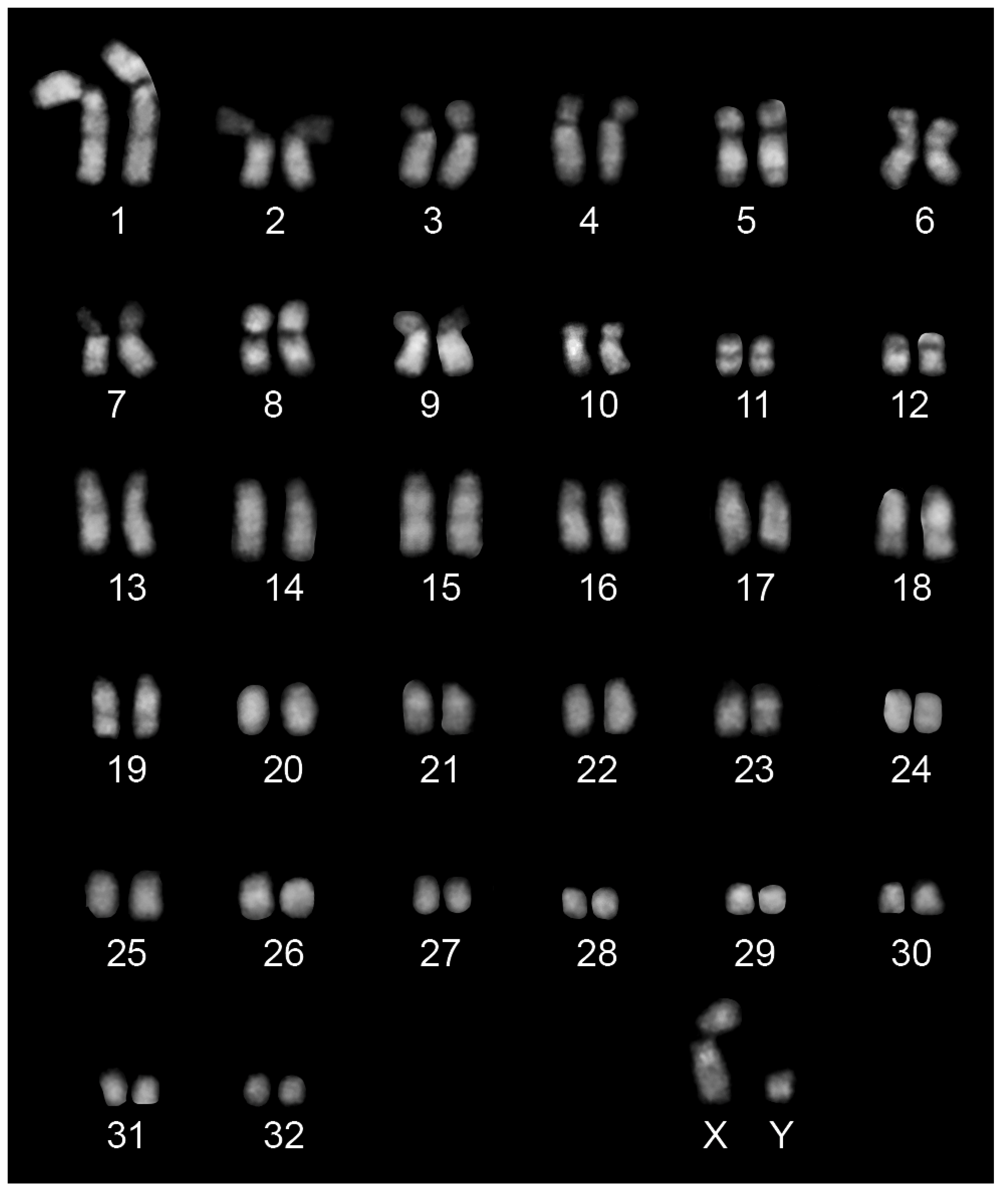 IJMS | Free Full-Text | A Satellite-Free Centromere in Equus przewalskii  Chromosome 10