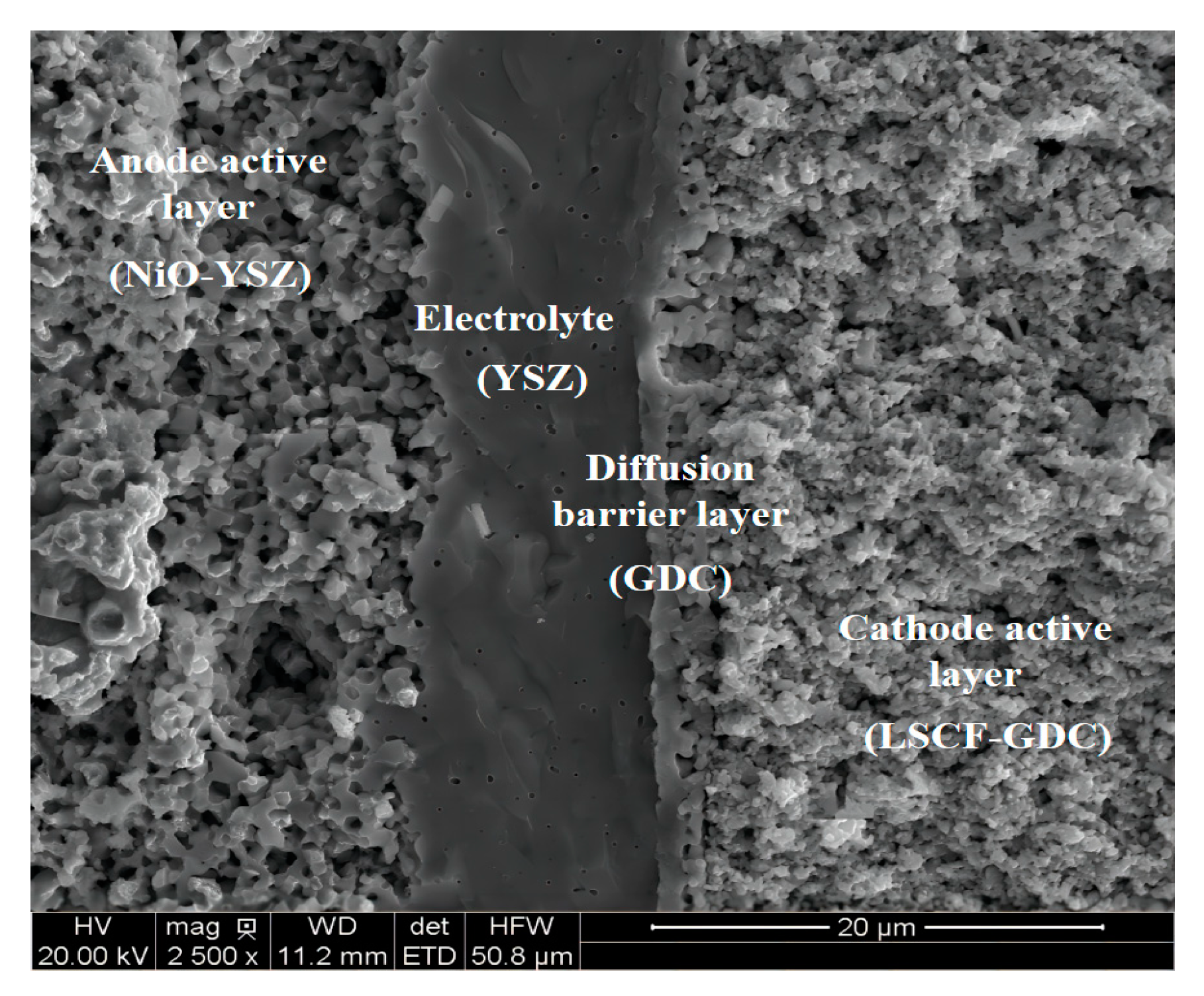 Ijms 24 04137 g010 Ijms 24 04137 g010