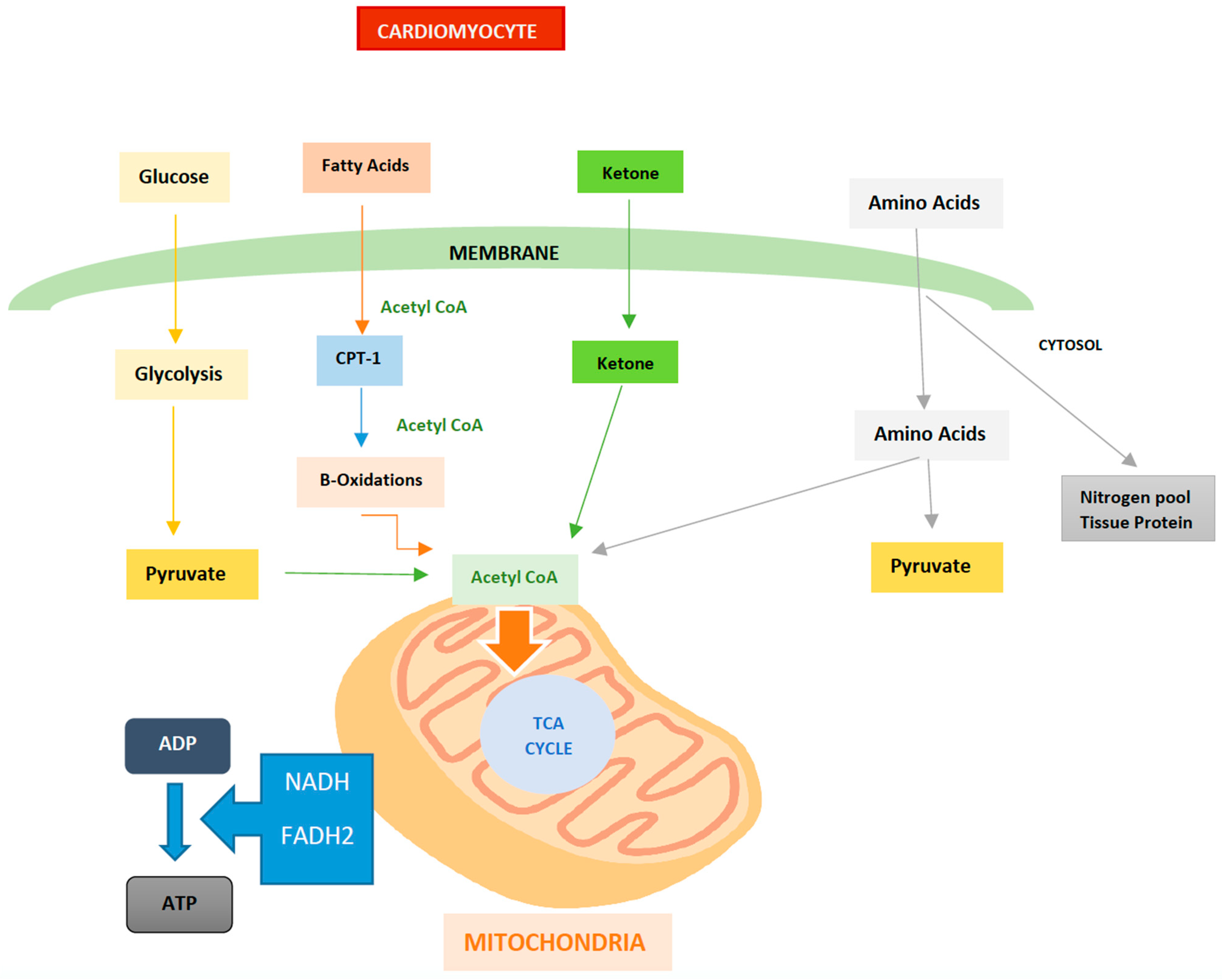 Ijms 24 04144 g002 Ijms 24 04144 g002