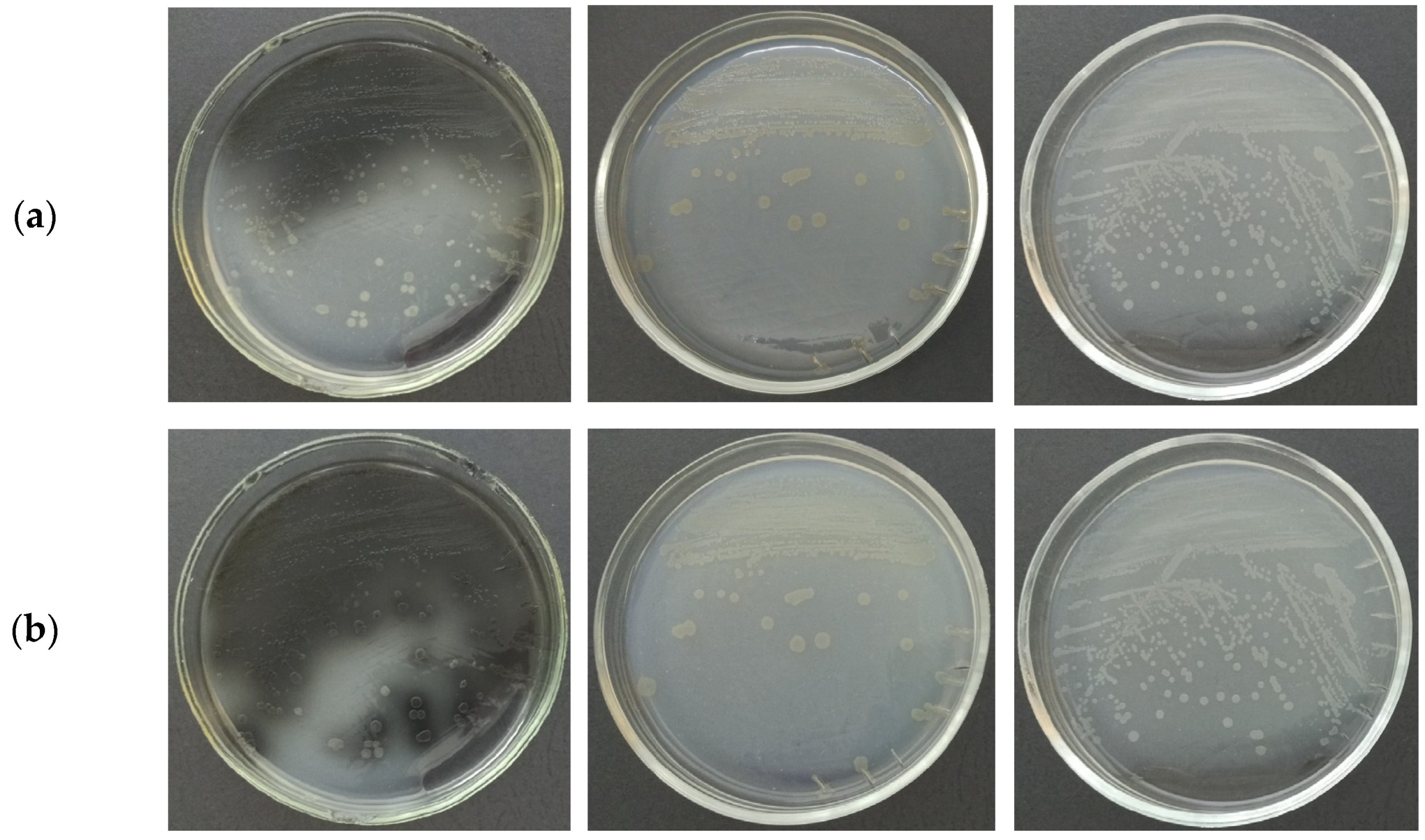 Ijms 24 04158 g001 Ijms 24 04158 g001