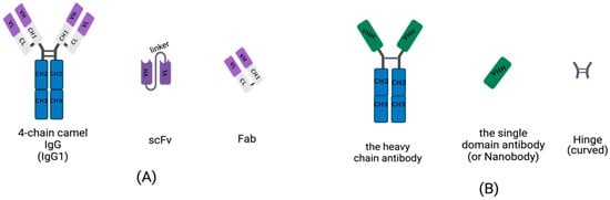 IJMS | Free Full-Text | Application Progress of the Single Domain Antibody  in Medicine