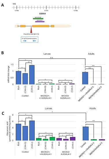 Inositol In Disease And Development: Roles Of Catabolism Via Myo ...