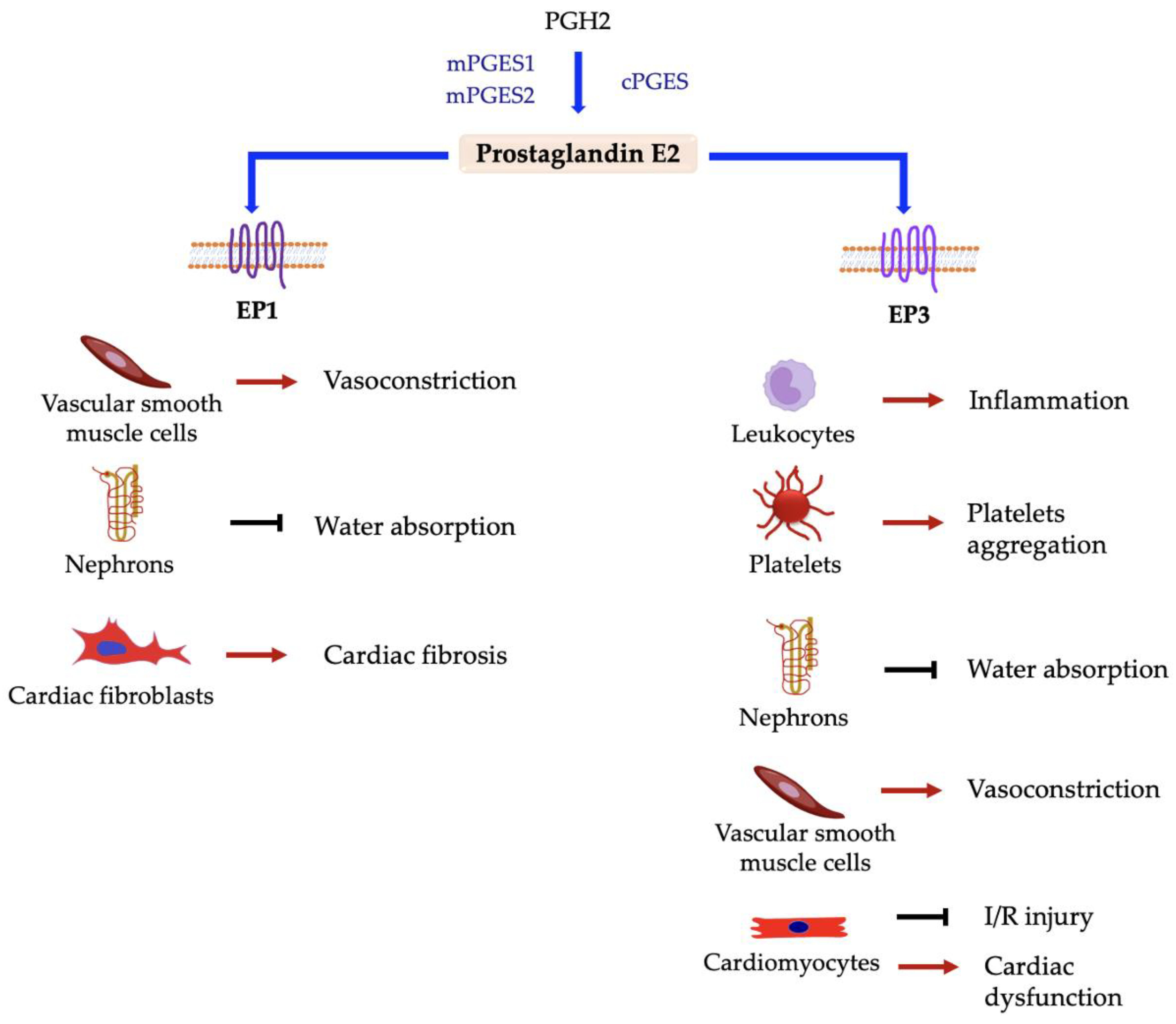 Ijms Free Full Text The Link Between Prostanoids And Cardiovascular Diseases 