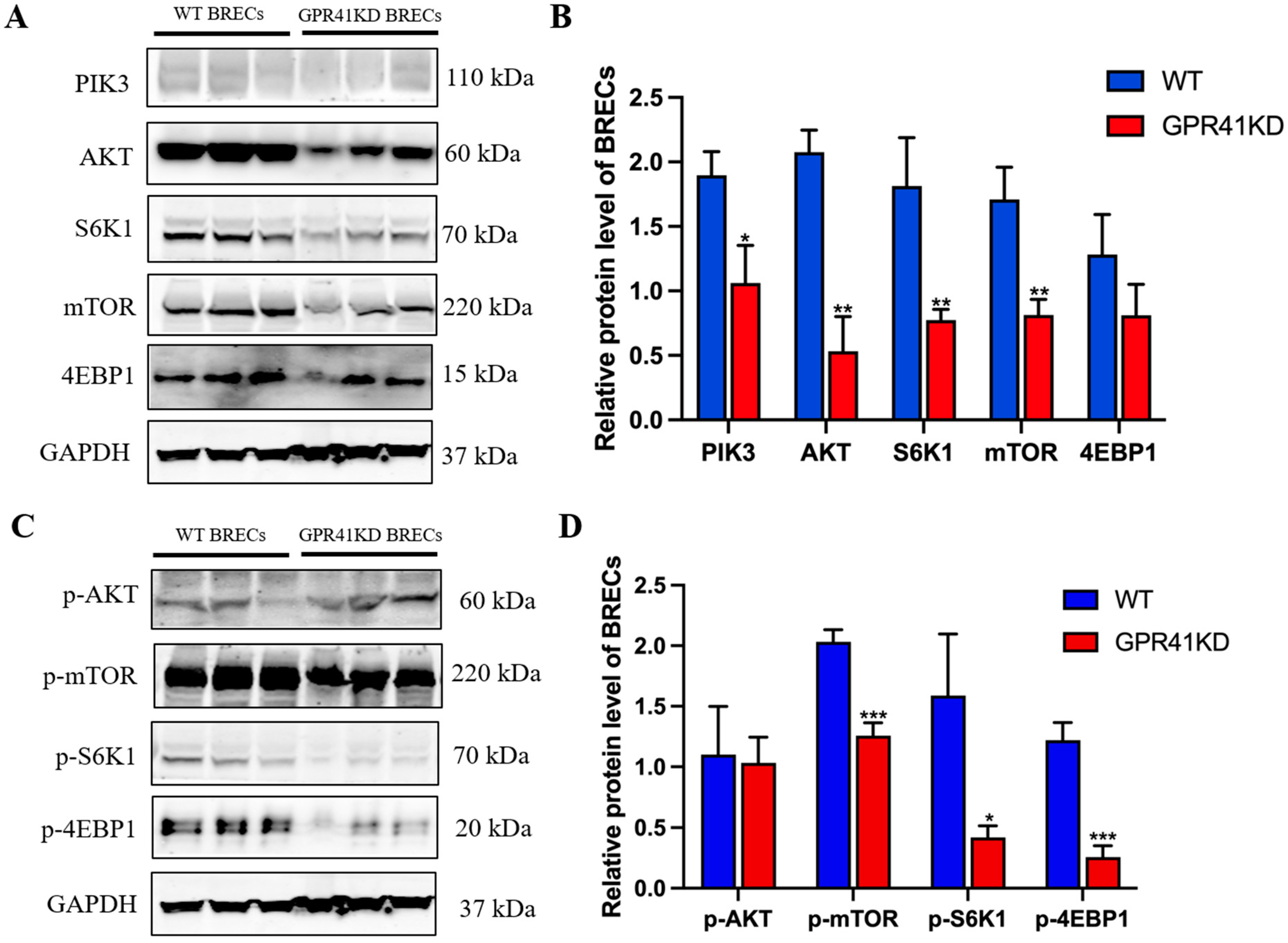Ijms 24 04203 g004 Ijms 24 04203 g004