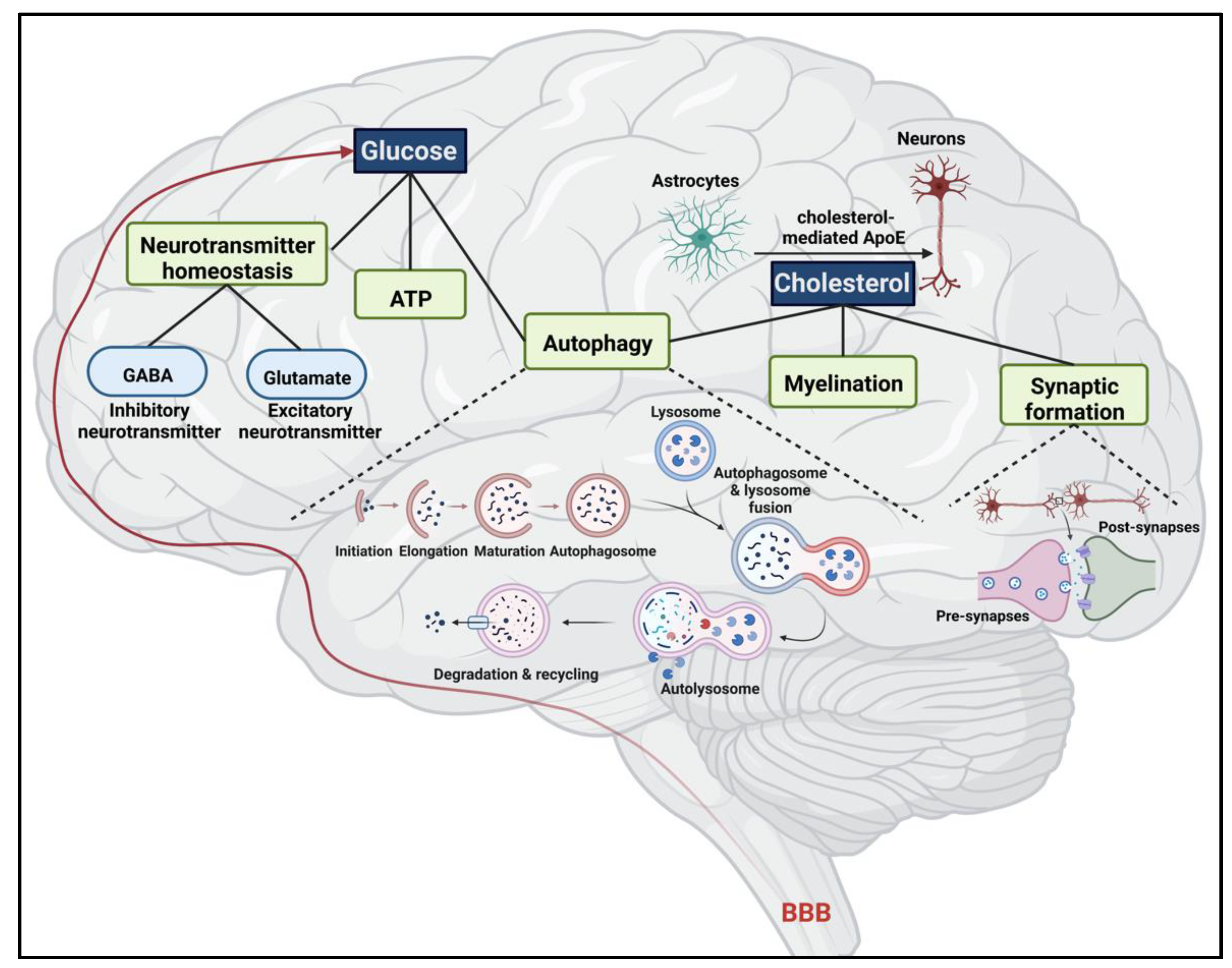 https://www.mdpi.com/ijms/ijms-24-04218/article_deploy/html/images/ijms-24-04218-g003.png