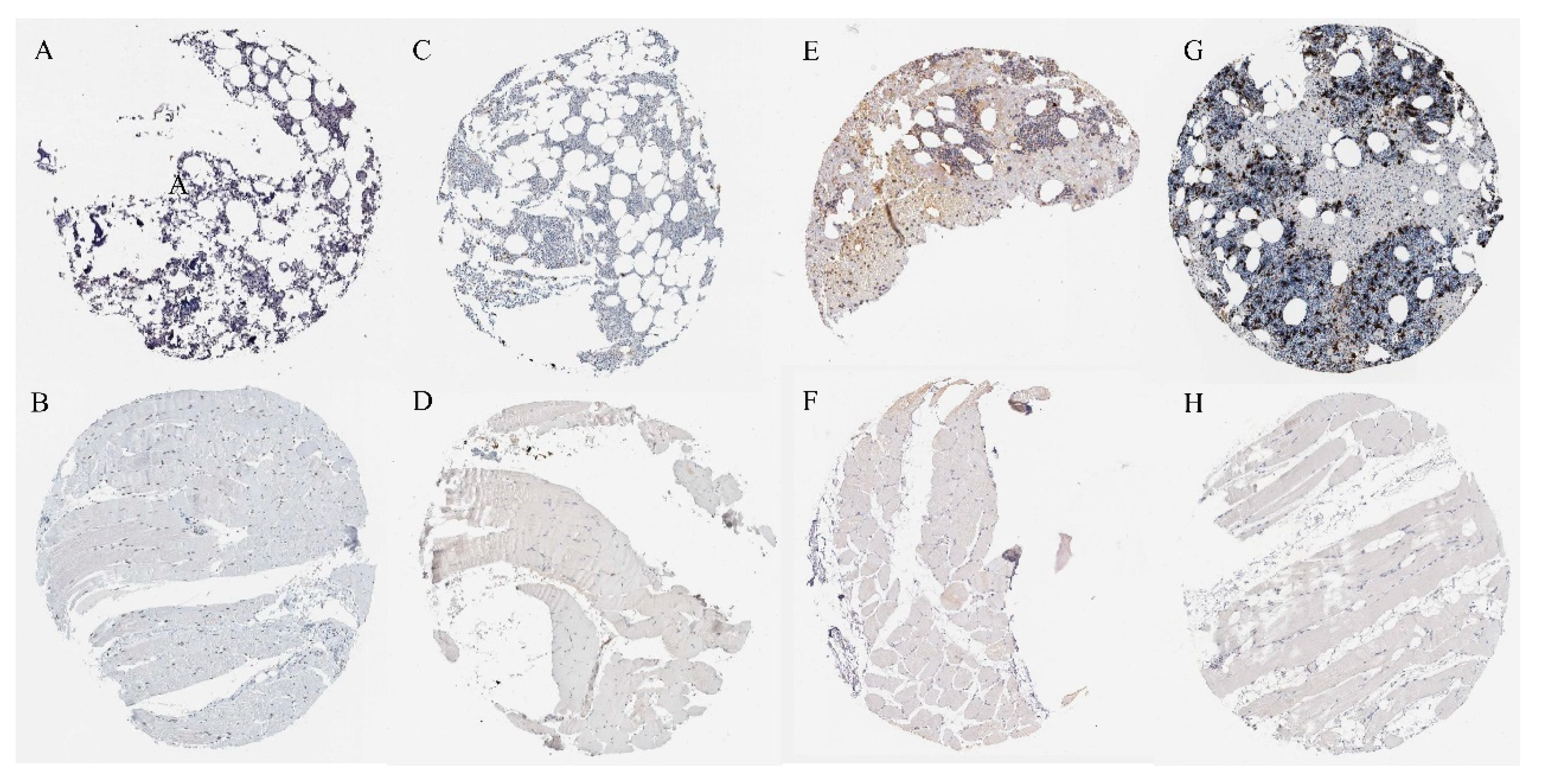 Ijms 24 04221 g005 Ijms 24 04221 g005