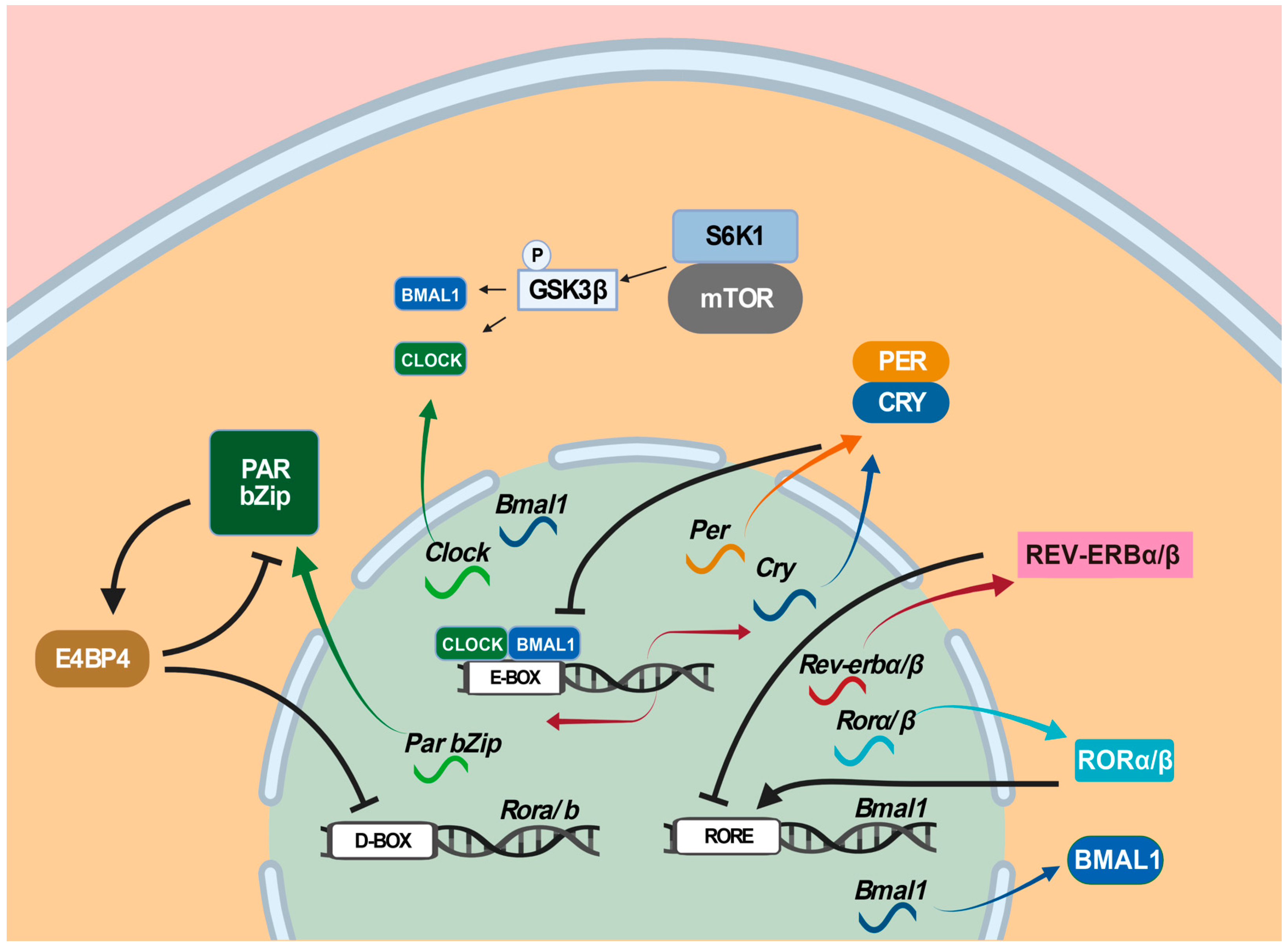 Ijms 24 04223 g003 Ijms 24 04223 g003