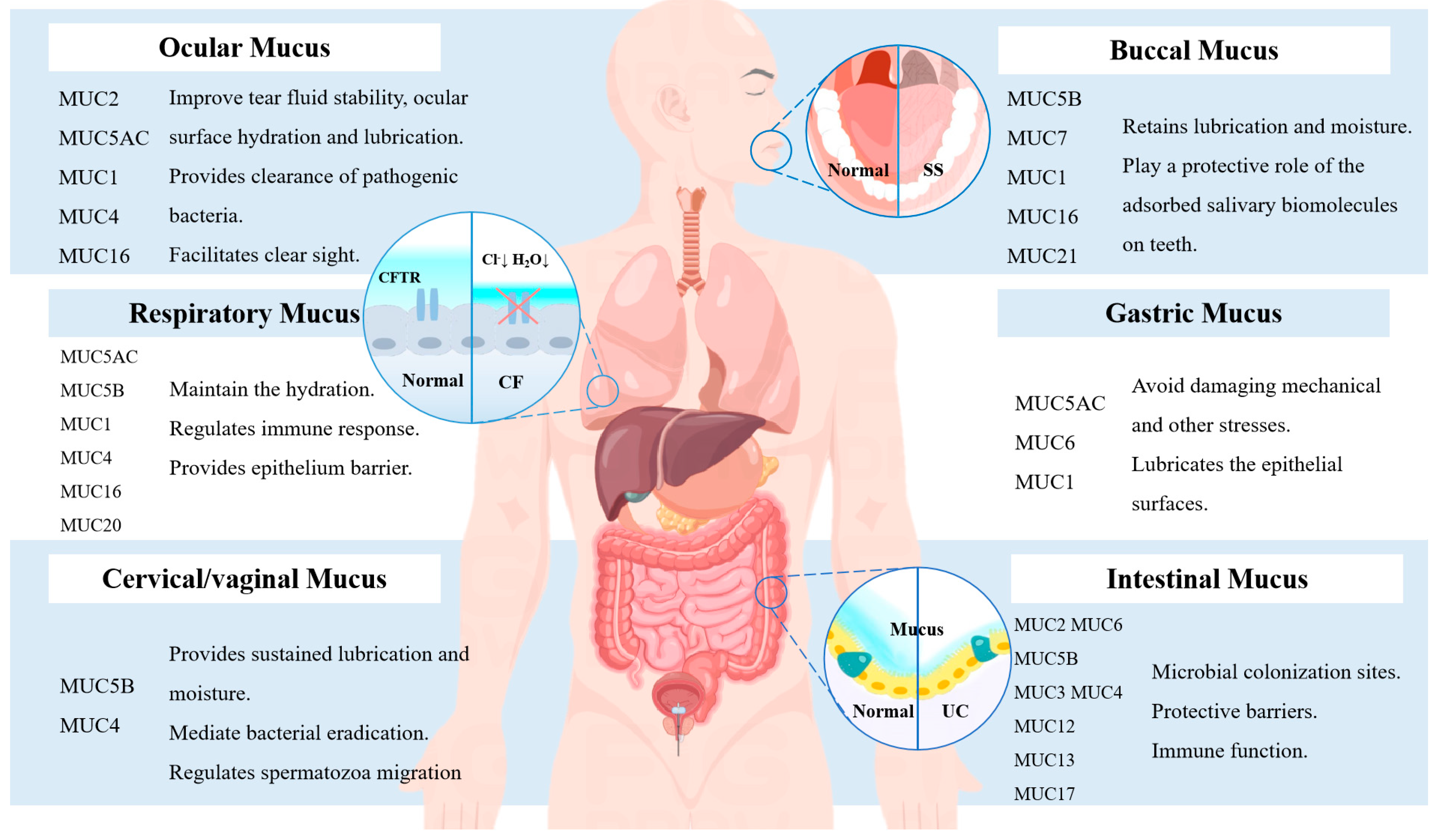 IJMS | Free Full-Text | View from the Biological Property: Insight into the  Functional Diversity and Complexity of the Gut Mucus