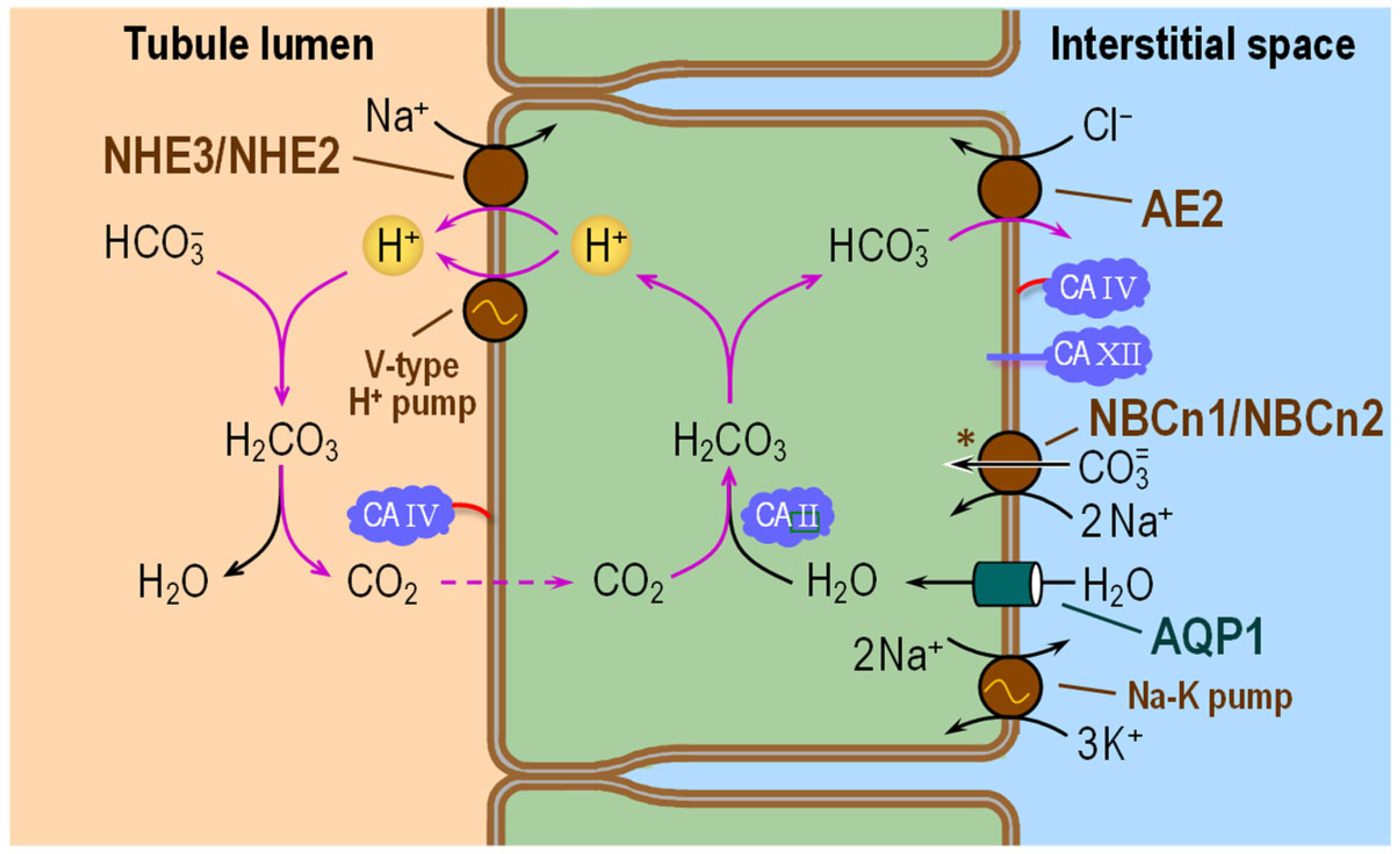 ijms-free-full-text-potential-novel-role-of-membrane-associated