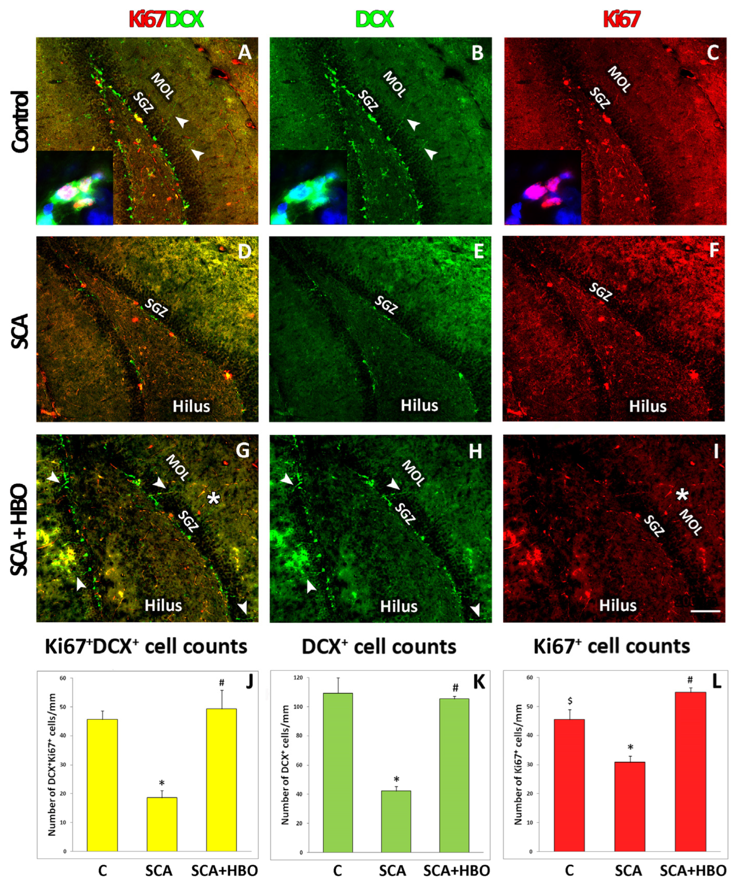 Ijms 24 04261 g006 Ijms 24 04261 g006