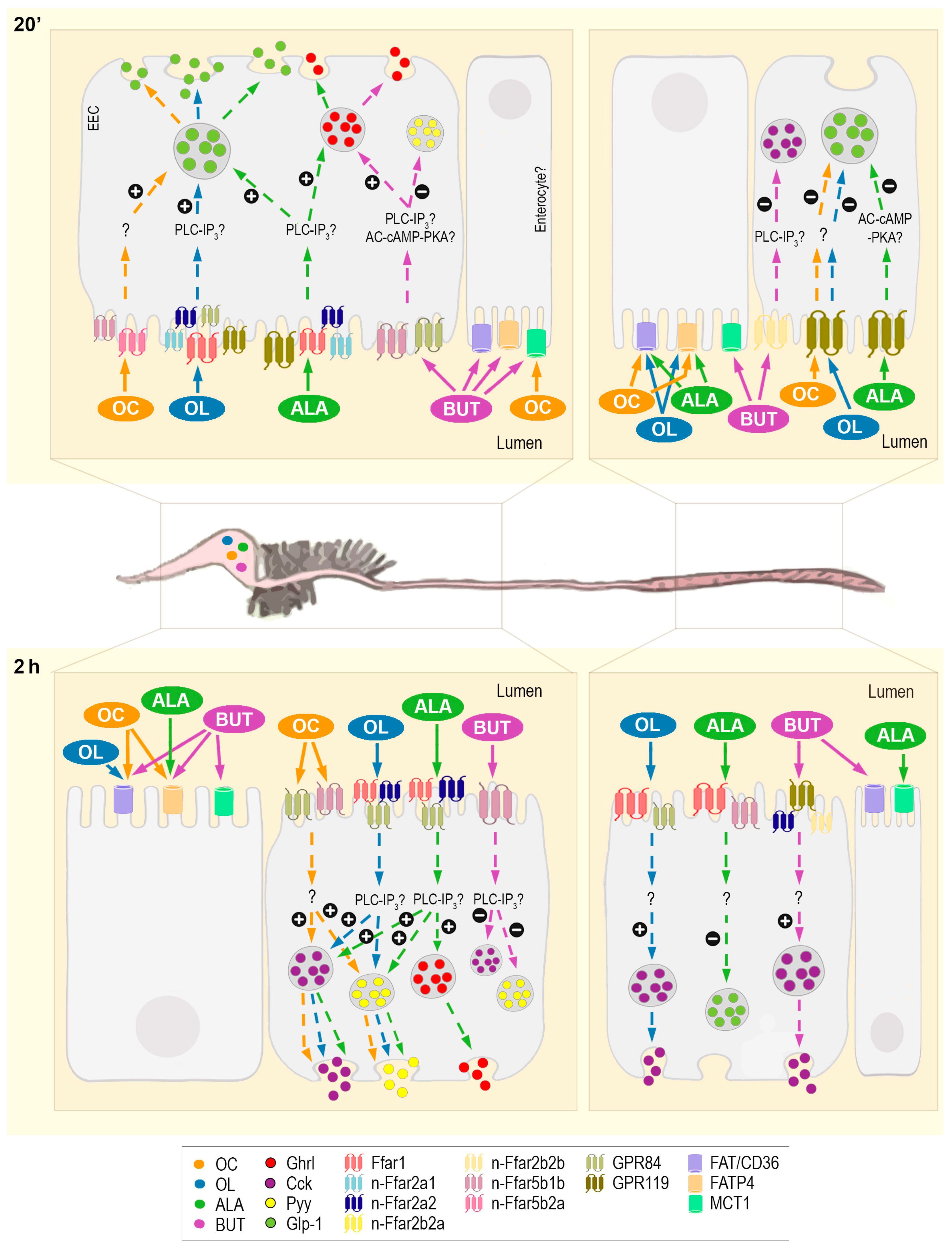 Ijms 24 04275 g005 Ijms 24 04275 g005