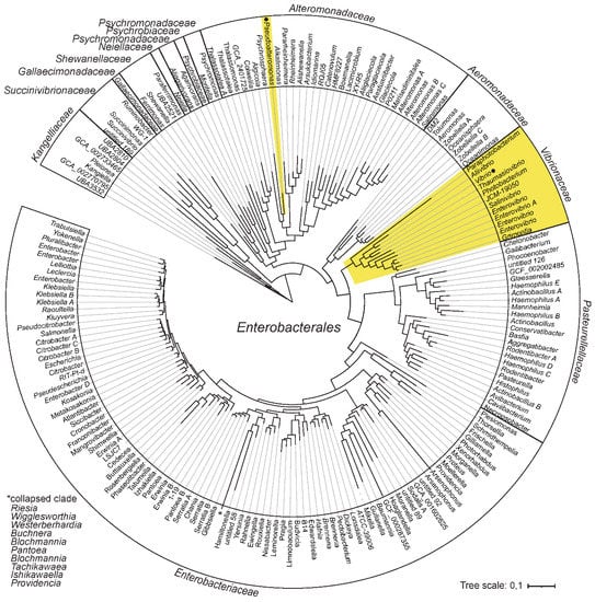 Ijms Free Full Text Bipartite Genomes In Enterobacterales Independent Origins Of Chromids