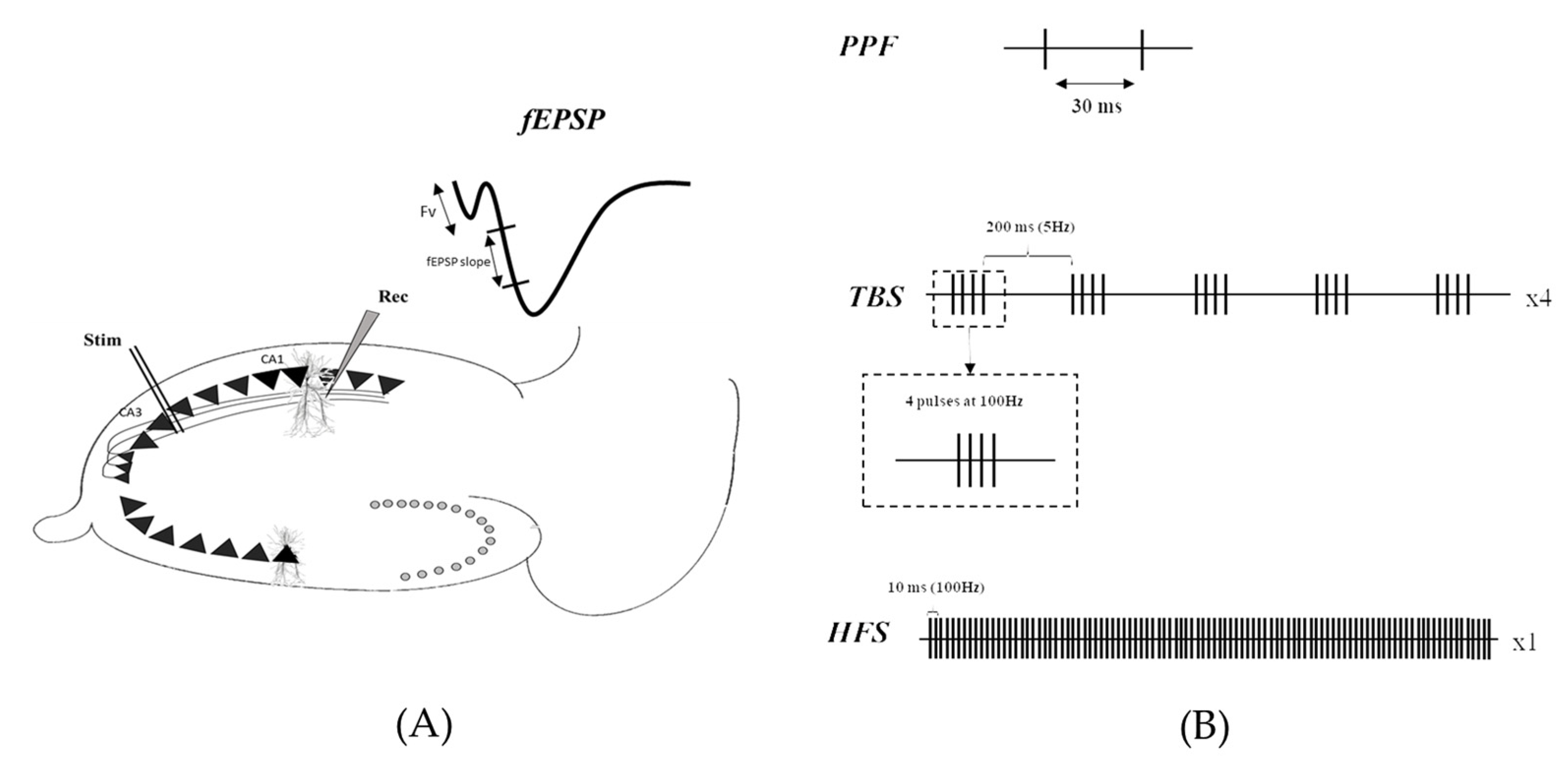Ijms 24 04304 g004 Ijms 24 04304 g004