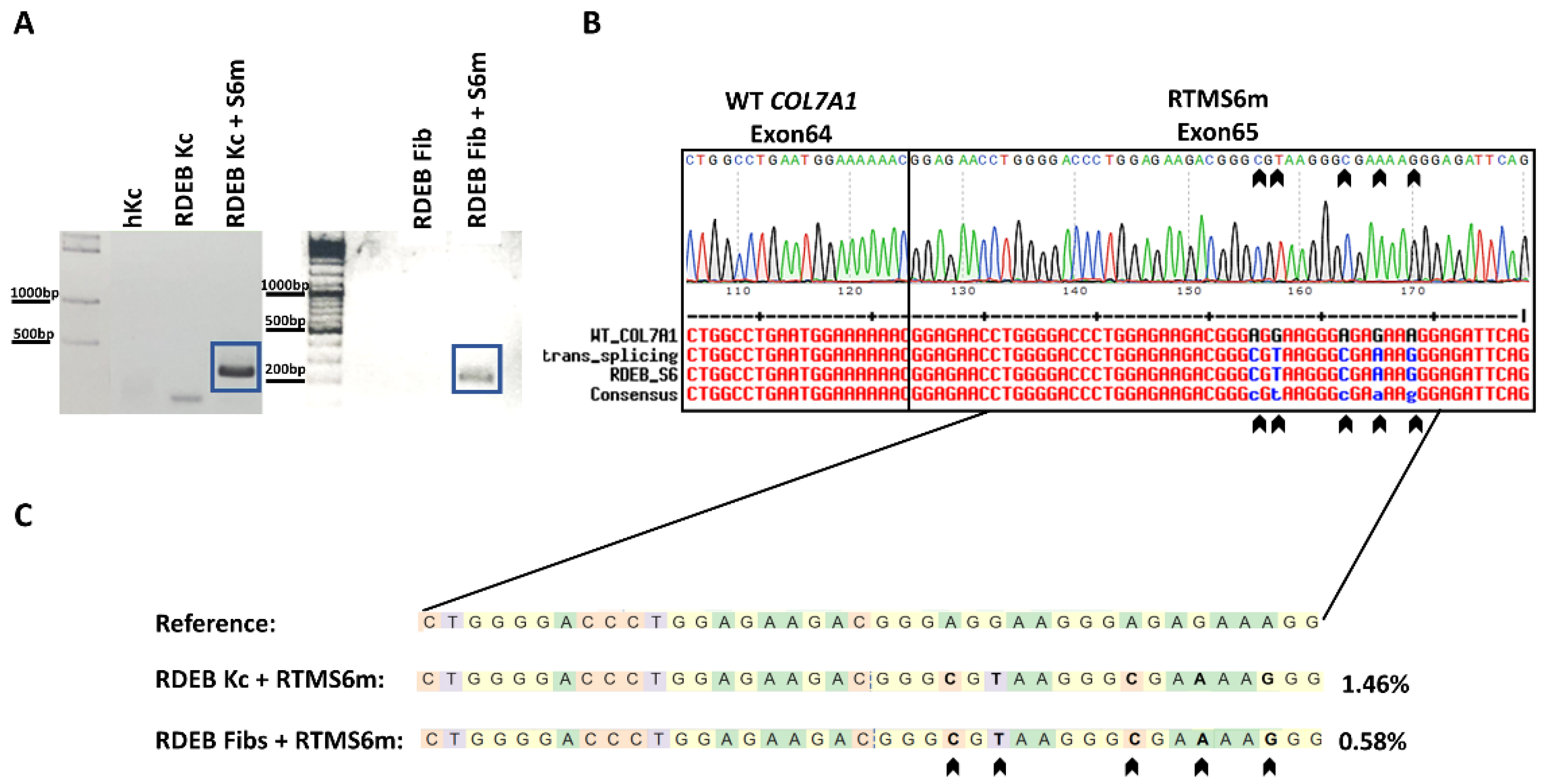 Ijms 24 04341 g002 Ijms 24 04341 g002
