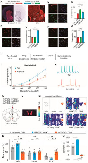 IJMS | Free Full-Text | A Nucleus Accumbens Tac1 Neural Circuit 