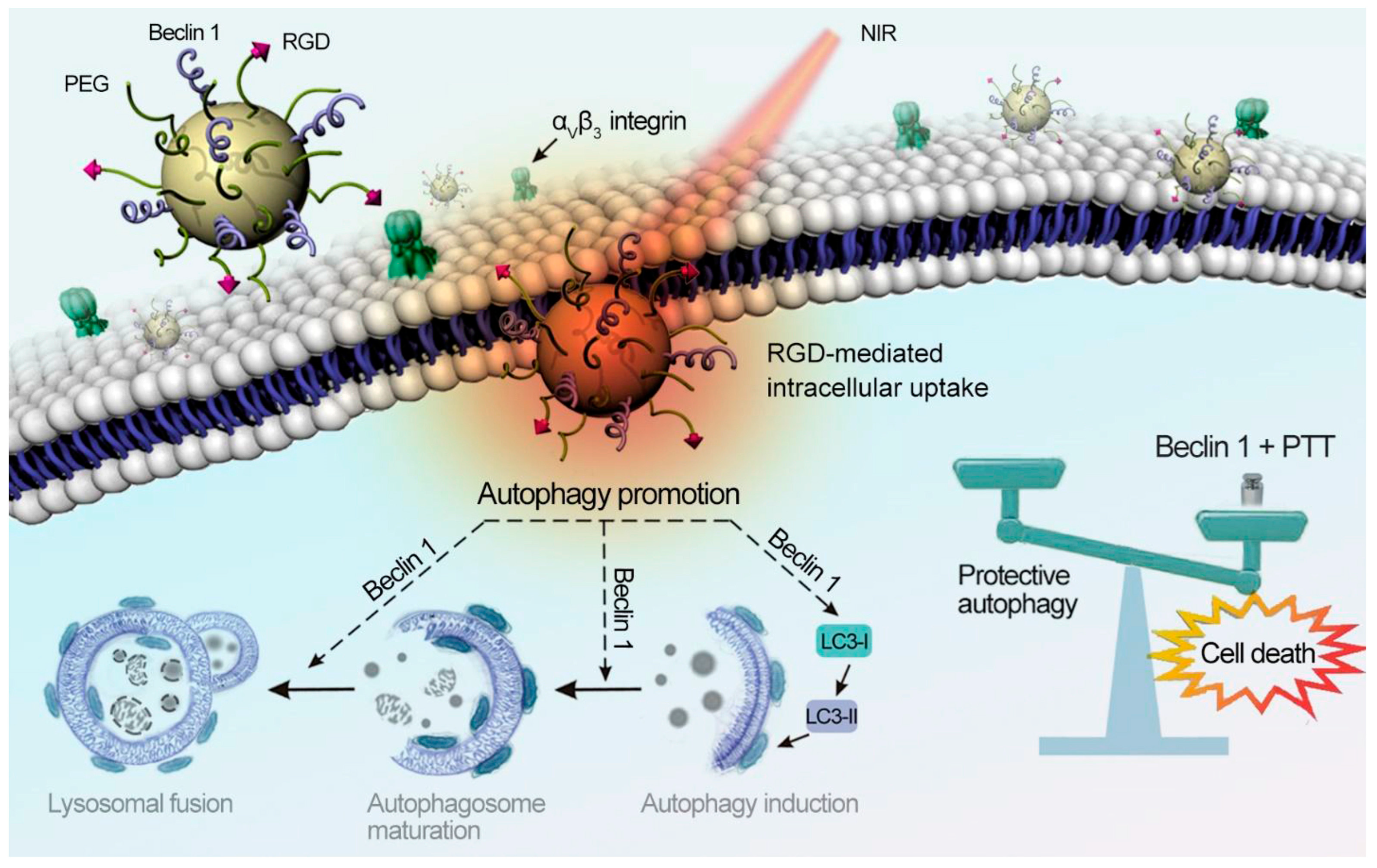 Ijms 24 04360 g007 Ijms 24 04360 g007