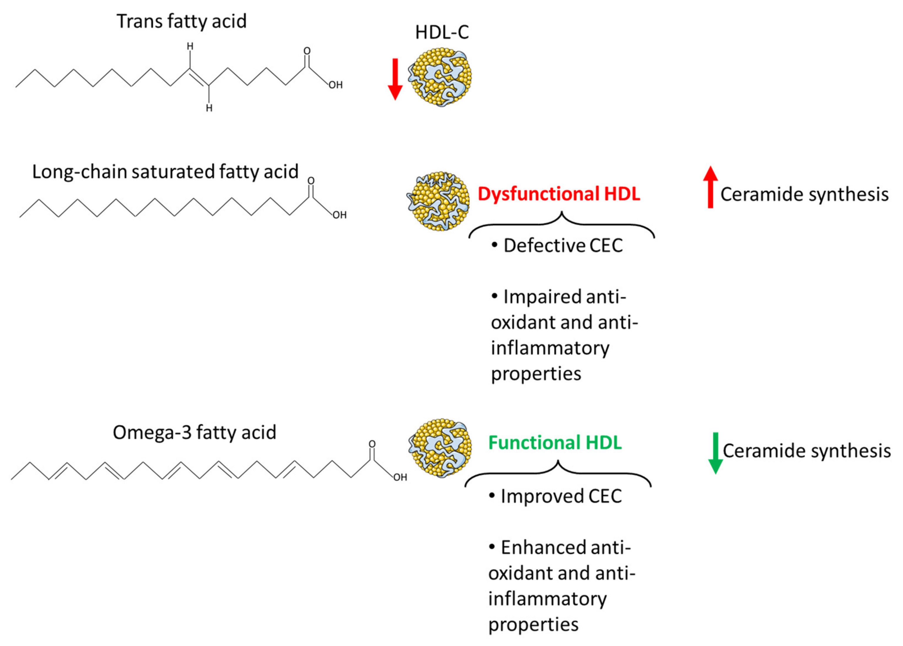 IJMS Free Full Text Lipids at the Nexus between