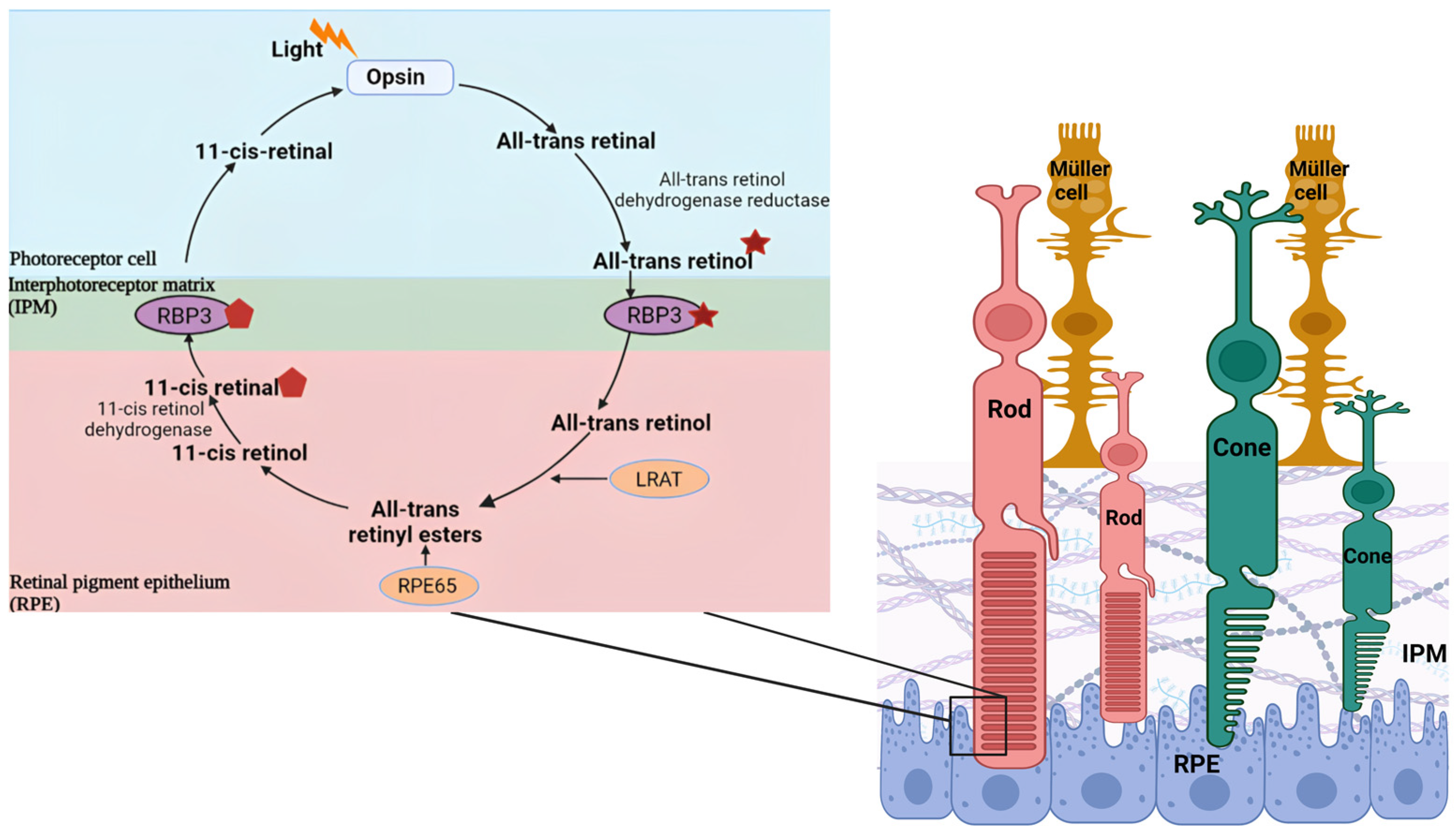 Ijms 24 04408 g002 Ijms 24 04408 g002