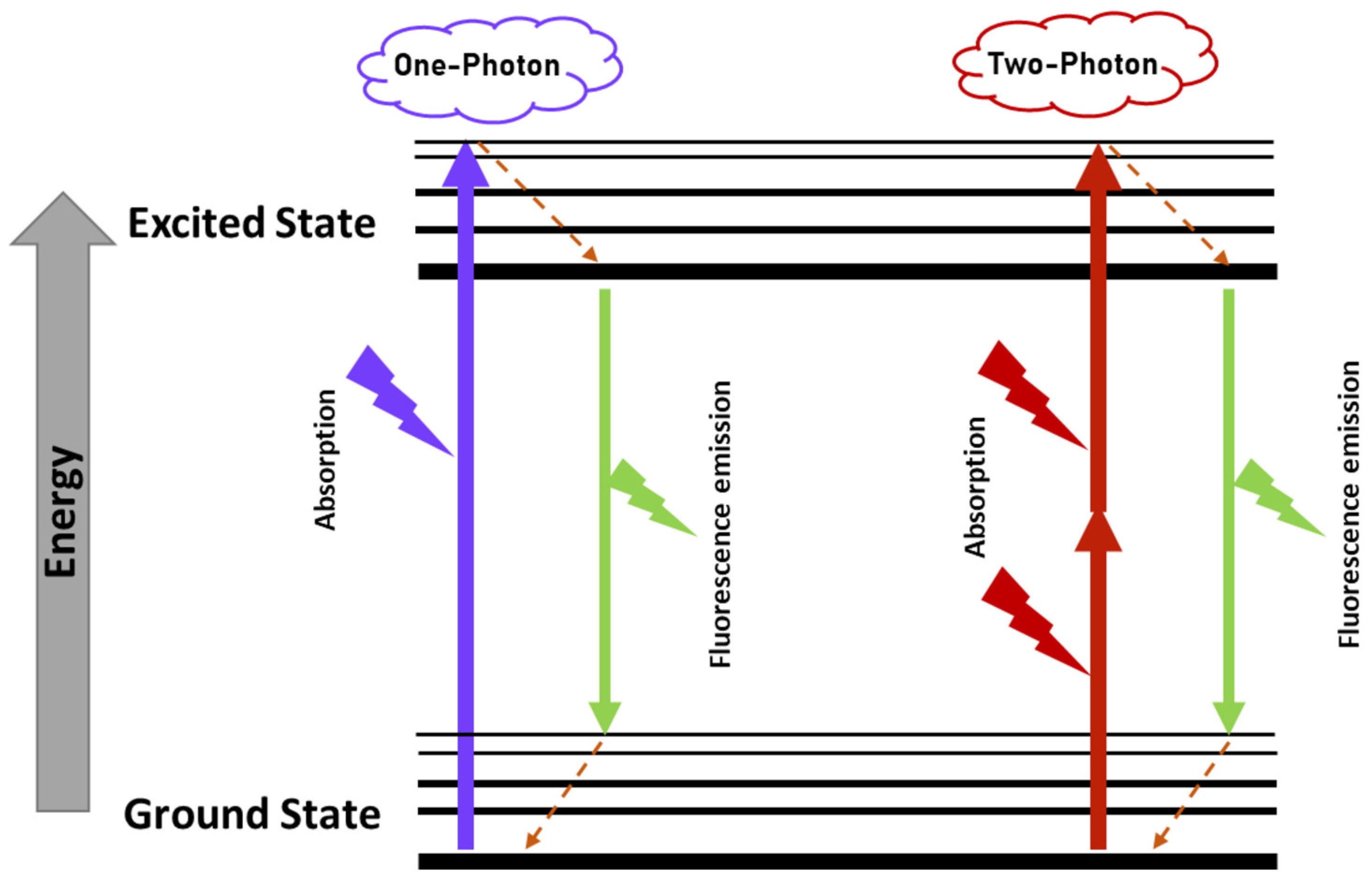 Ijms 24 04408 g004 Ijms 24 04408 g004