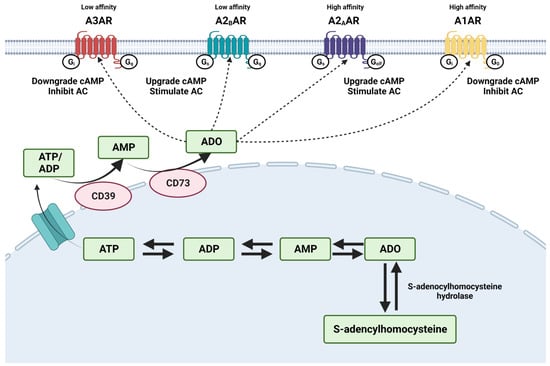 https://www.mdpi.com/ijms/ijms-24-04428/article_deploy/html/images/ijms-24-04428-g001-550.jpg